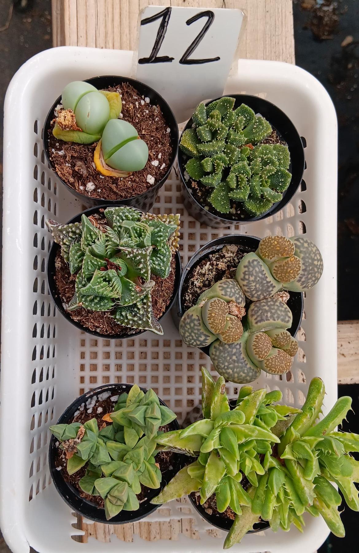 Lithops Mesembs & Mimicry Succulents-Succulent - Small-The Succulent Source