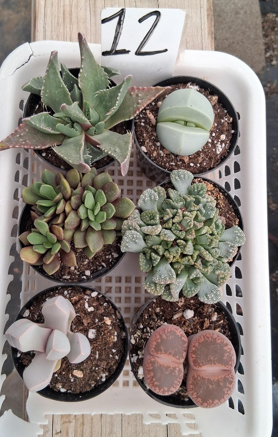 Lithops Mesembs & Mimicry Succulents-Succulent - Small-The Succulent Source