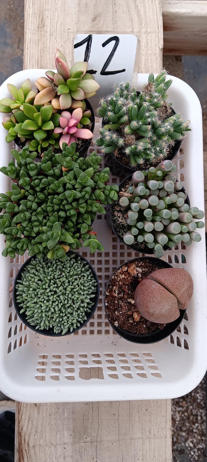 Lithops Mesembs & Mimicry Succulents-Succulent - Small-The Succulent Source