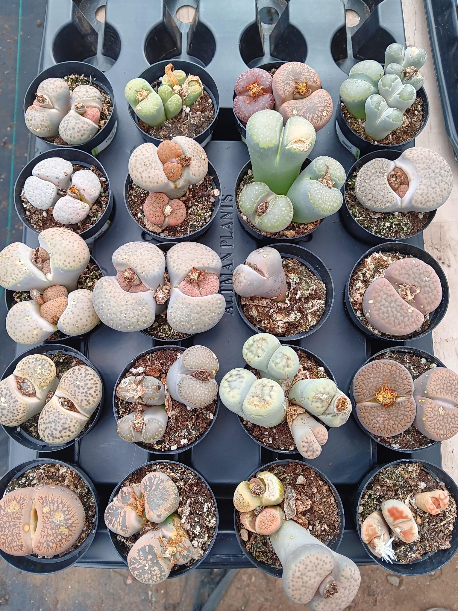 living stone succulent for sale Lithops Mesembs & Mimicry Succulents 2.5" Lithops