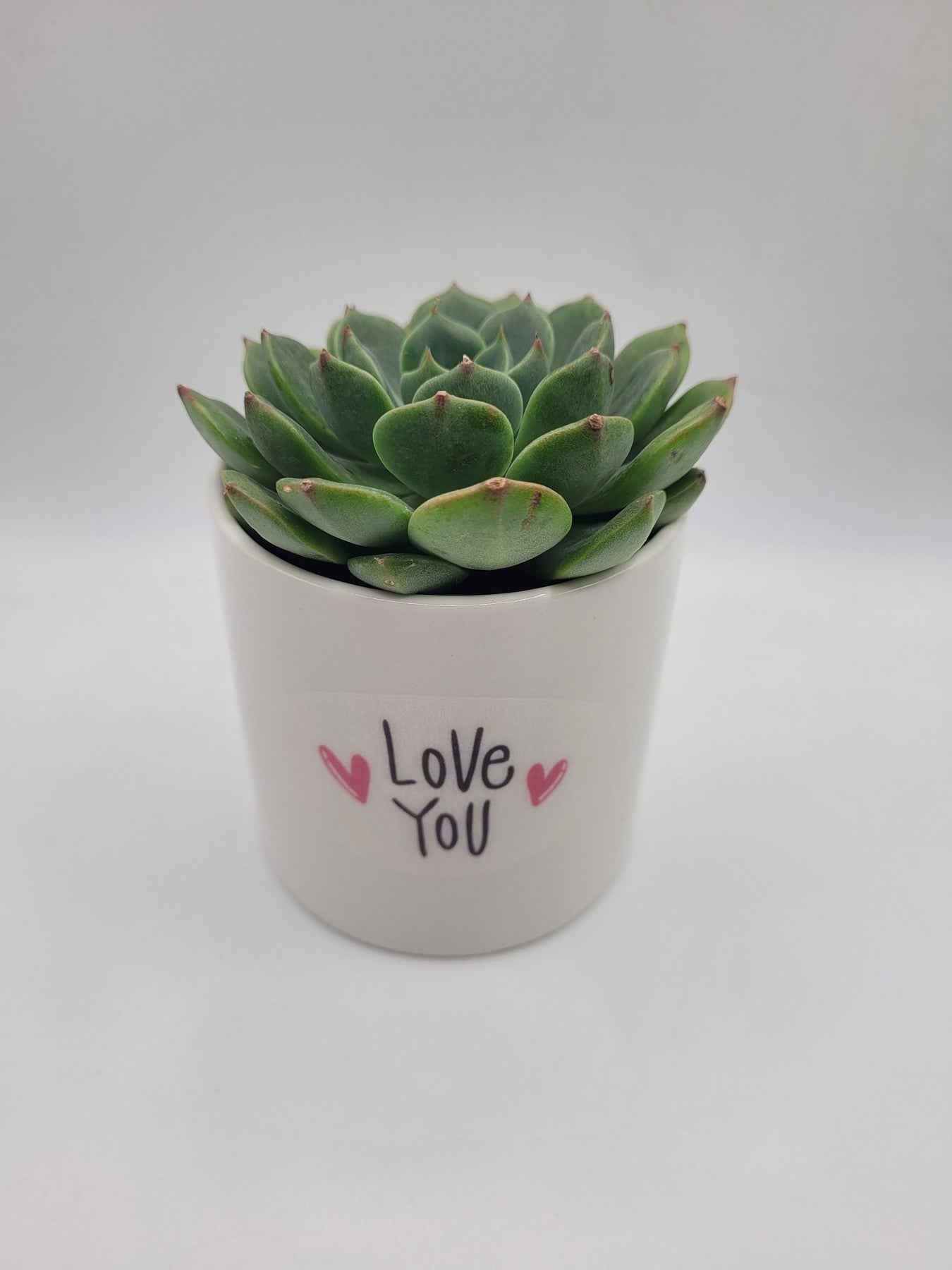 I Love You Succulent I Love You Succulent