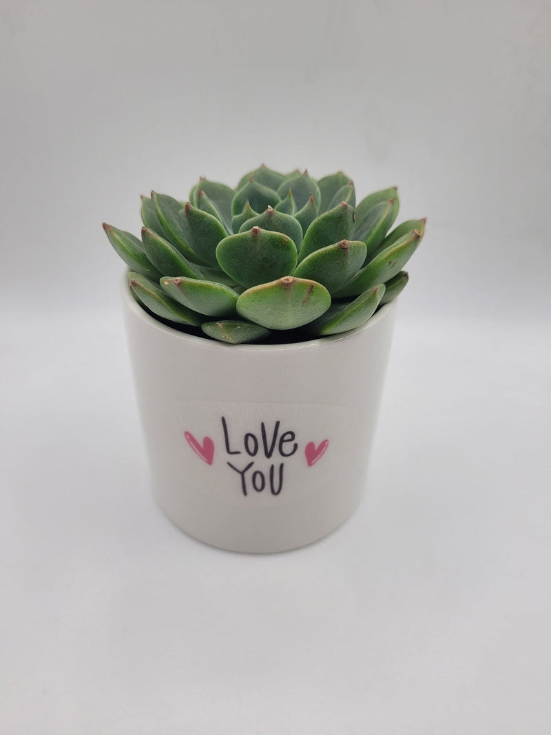 Love You 💗 Succulent Gift-SayIt-The Succulent Source