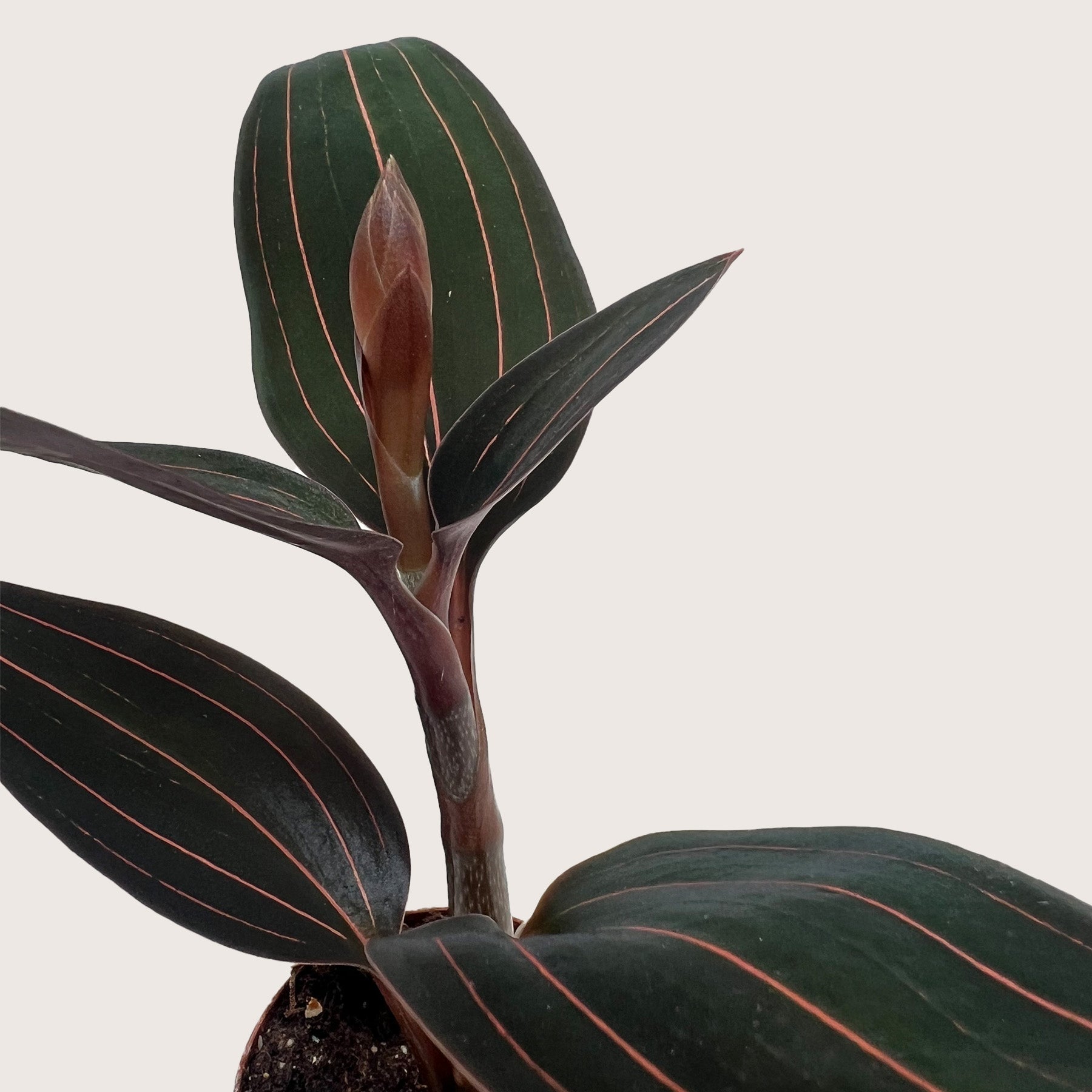 Ludisia Discolor-The Succulent Source