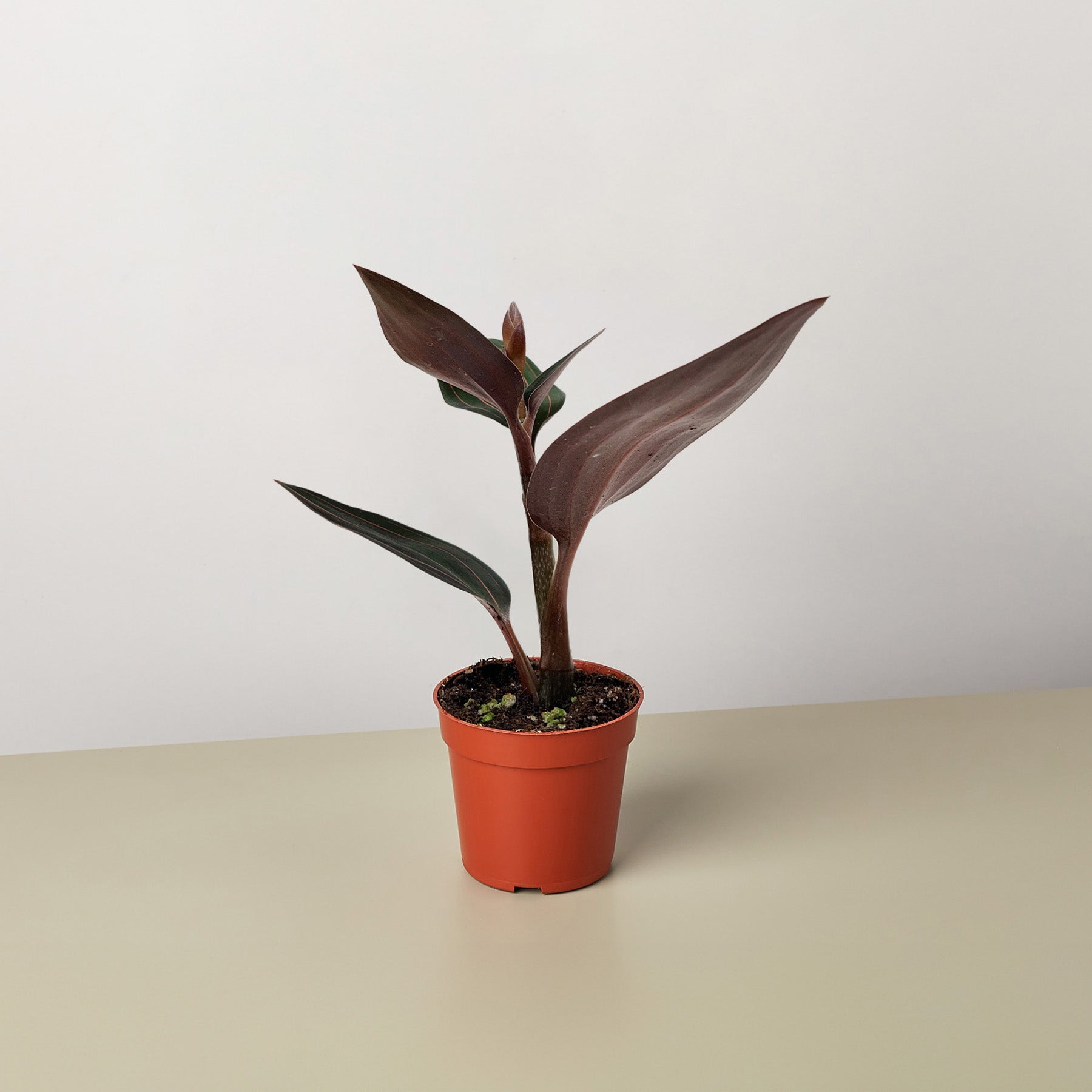 Ludisia Discolor-The Succulent Source
