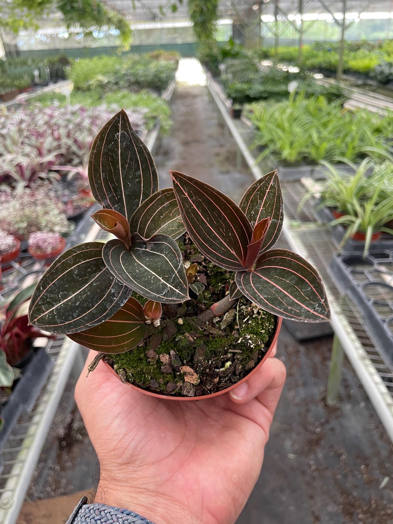 Ludisia Discolor-The Succulent Source