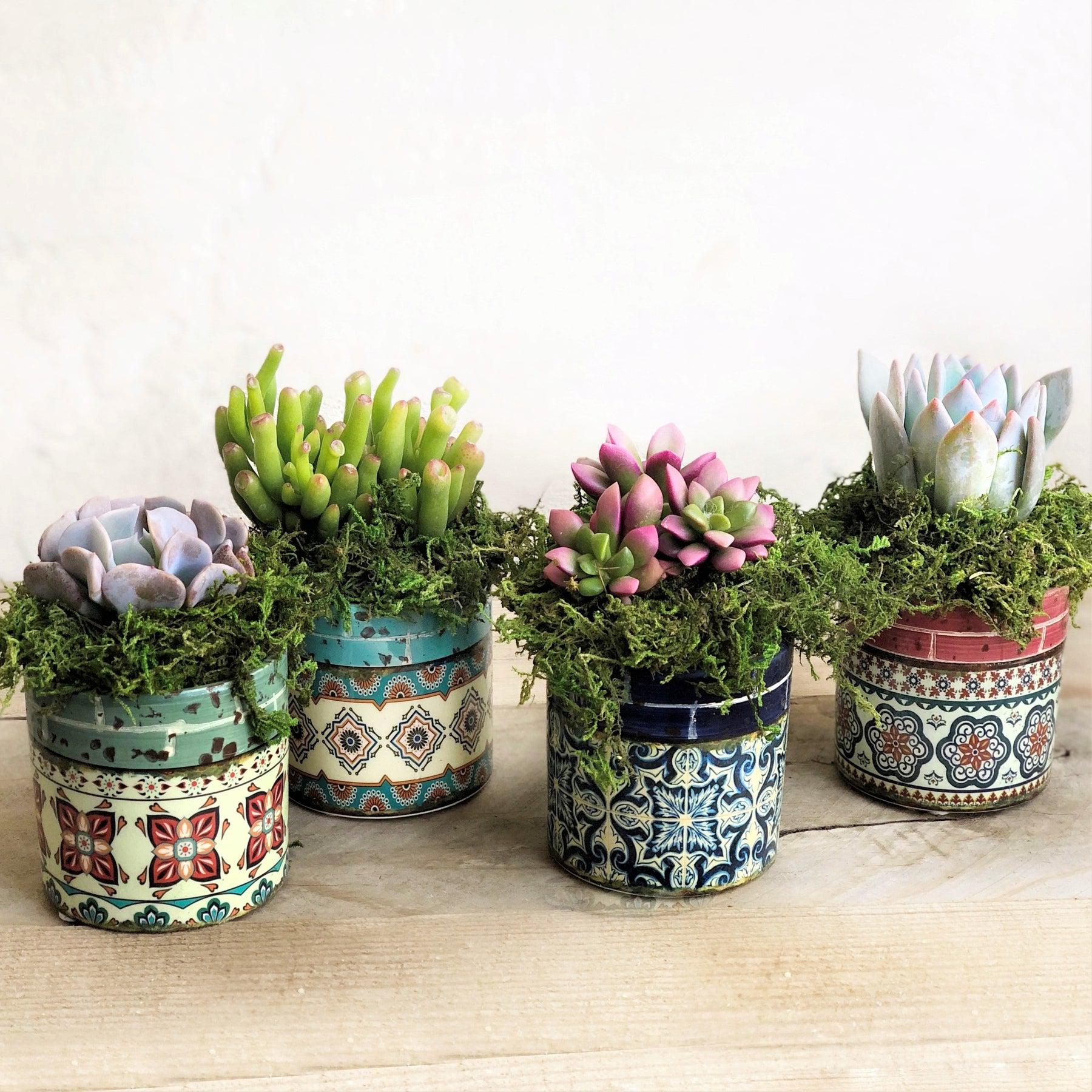 Lupita Set of three Planters.