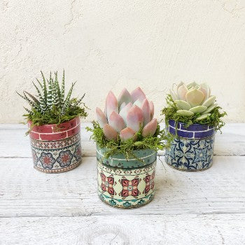 set of three succulents Lupita Set of three Planters