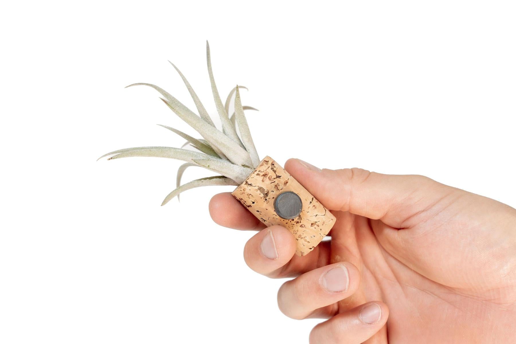 Magnetic Wine Cork with Tillandsia Assorted Air Plant-terrarium-The Succulent Source