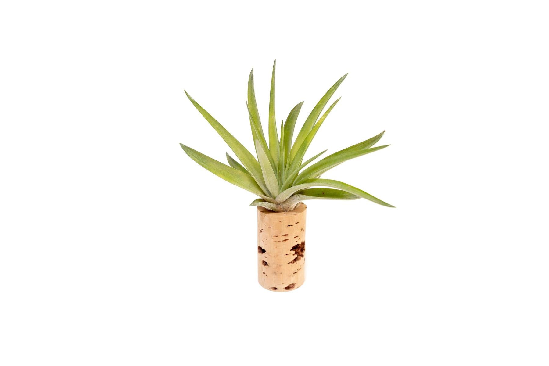 Magnetic Wine Cork with Tillandsia Assorted Air Plant-terrarium-The Succulent Source