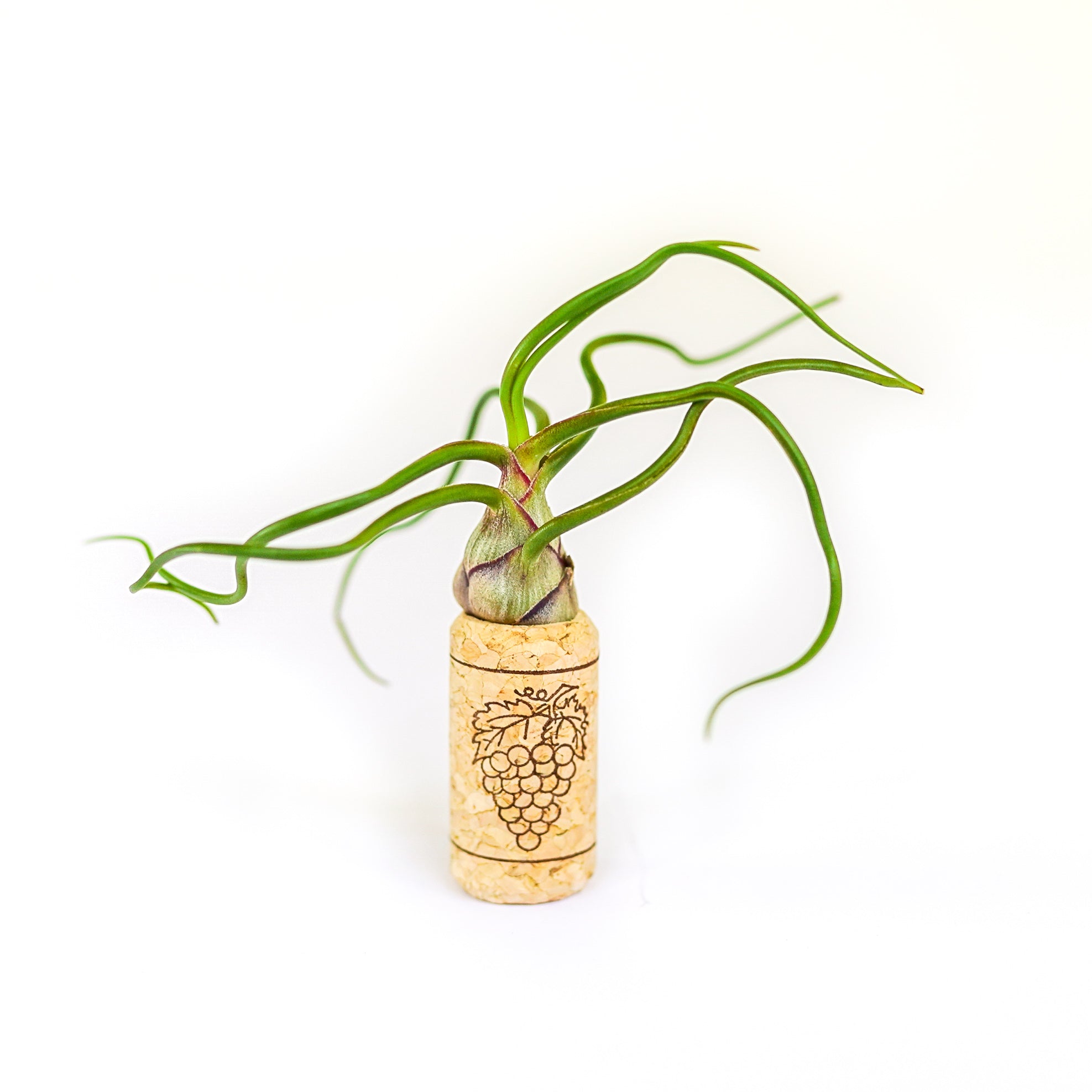 Magnetic Wine Cork with Tillandsia Assorted Air Plant-terrarium-The Succulent Source