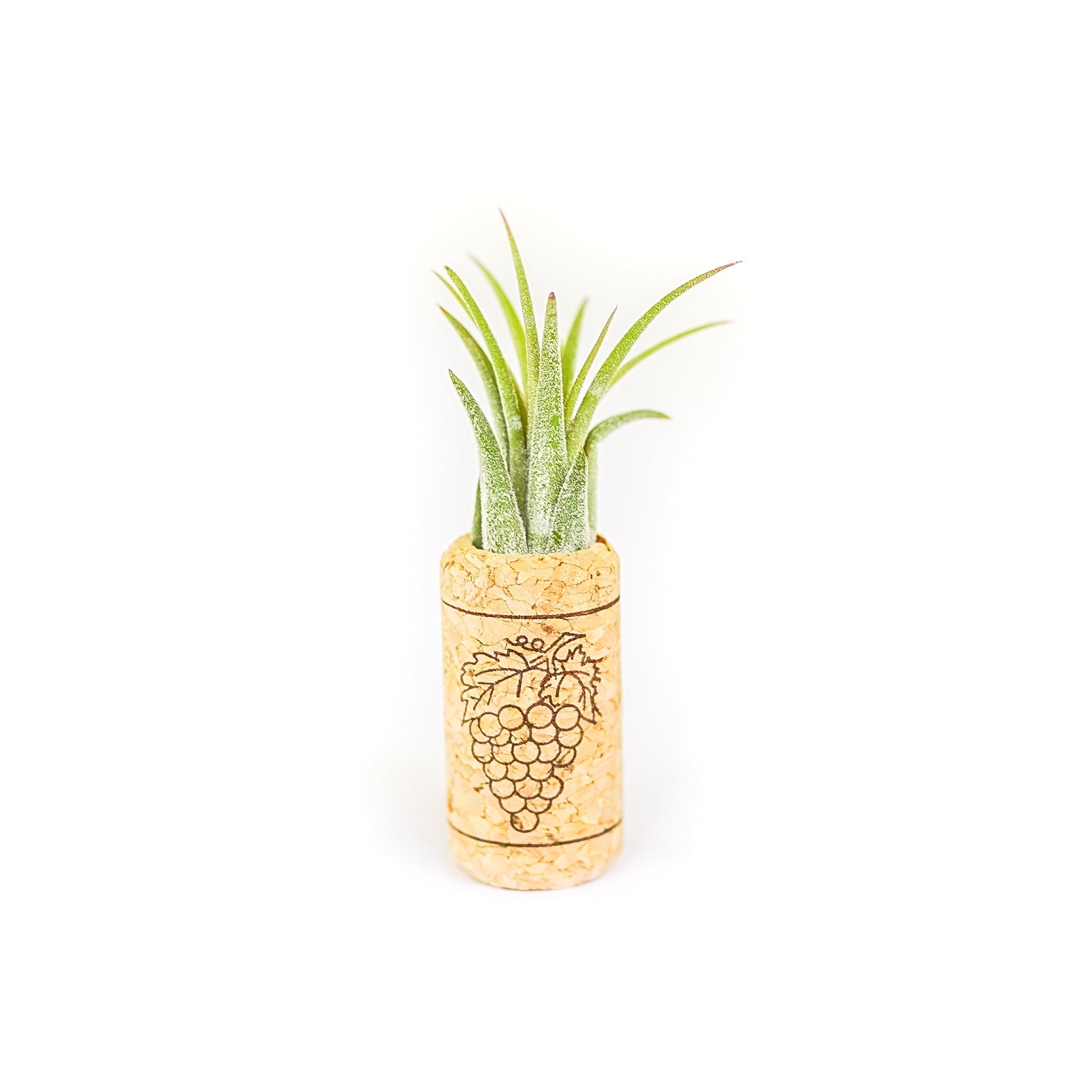 Magnetic Wine Cork with Tillandsia Assorted Air Plant-terrarium-The Succulent Source