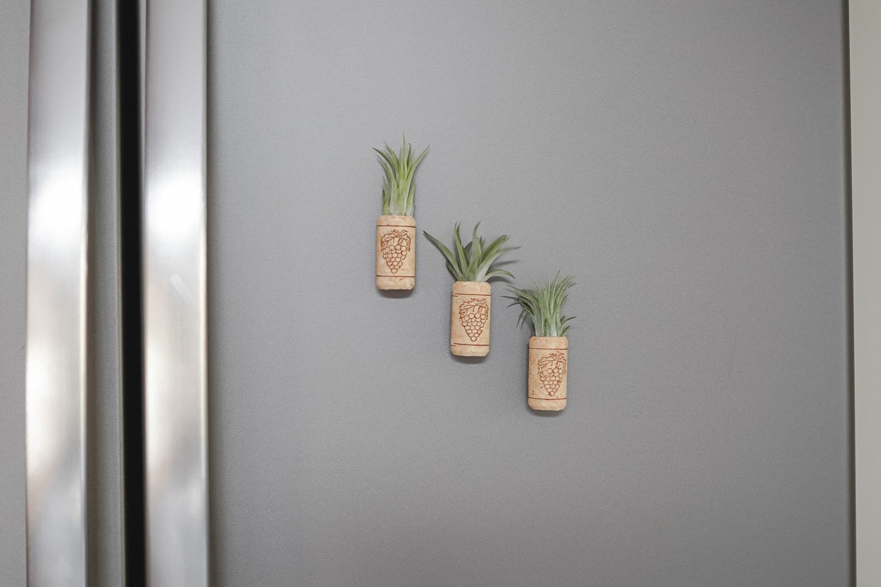 Magnetic Wine Corks with Assorted Tillandsia Air Plants - Set of 3, 6 or 9-terrarium-The Succulent Source