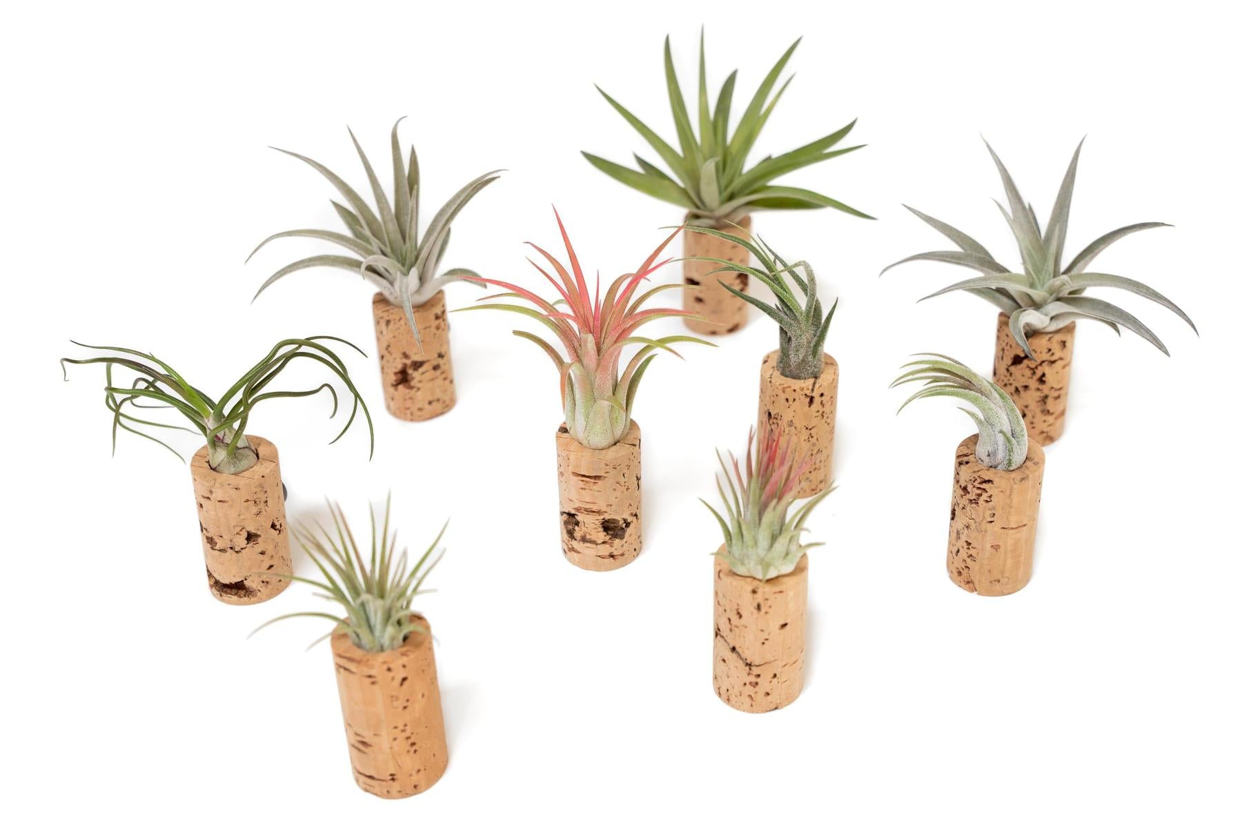 Magnetic Wine Corks with Assorted Tillandsia Air Plants - Set of 3, 6 or 9-terrarium-The Succulent Source