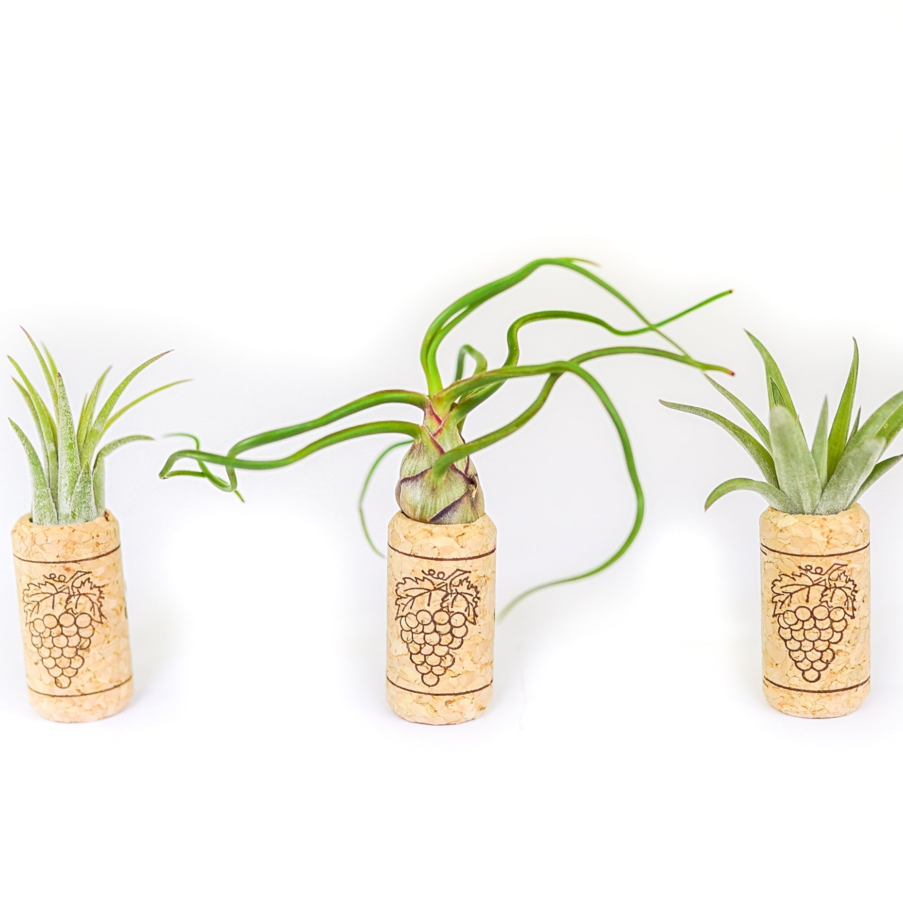 Magnetic Wine Corks with Assorted Tillandsia Air Plants - Set of 3, 6 or 9-terrarium-The Succulent Source