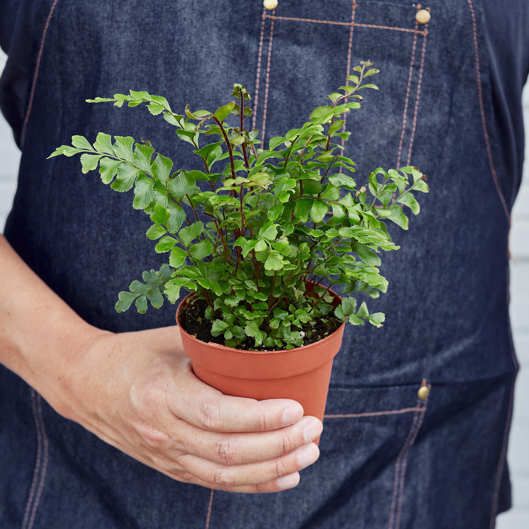 Mahogany Fern-Indoor Plants-The Succulent Source