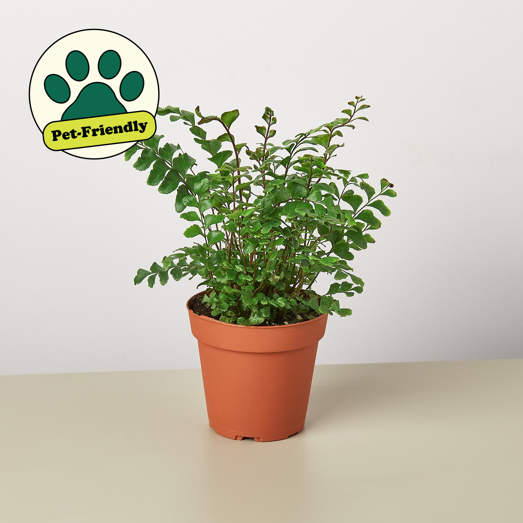 Mahogany Fern-Indoor Plants-The Succulent Source