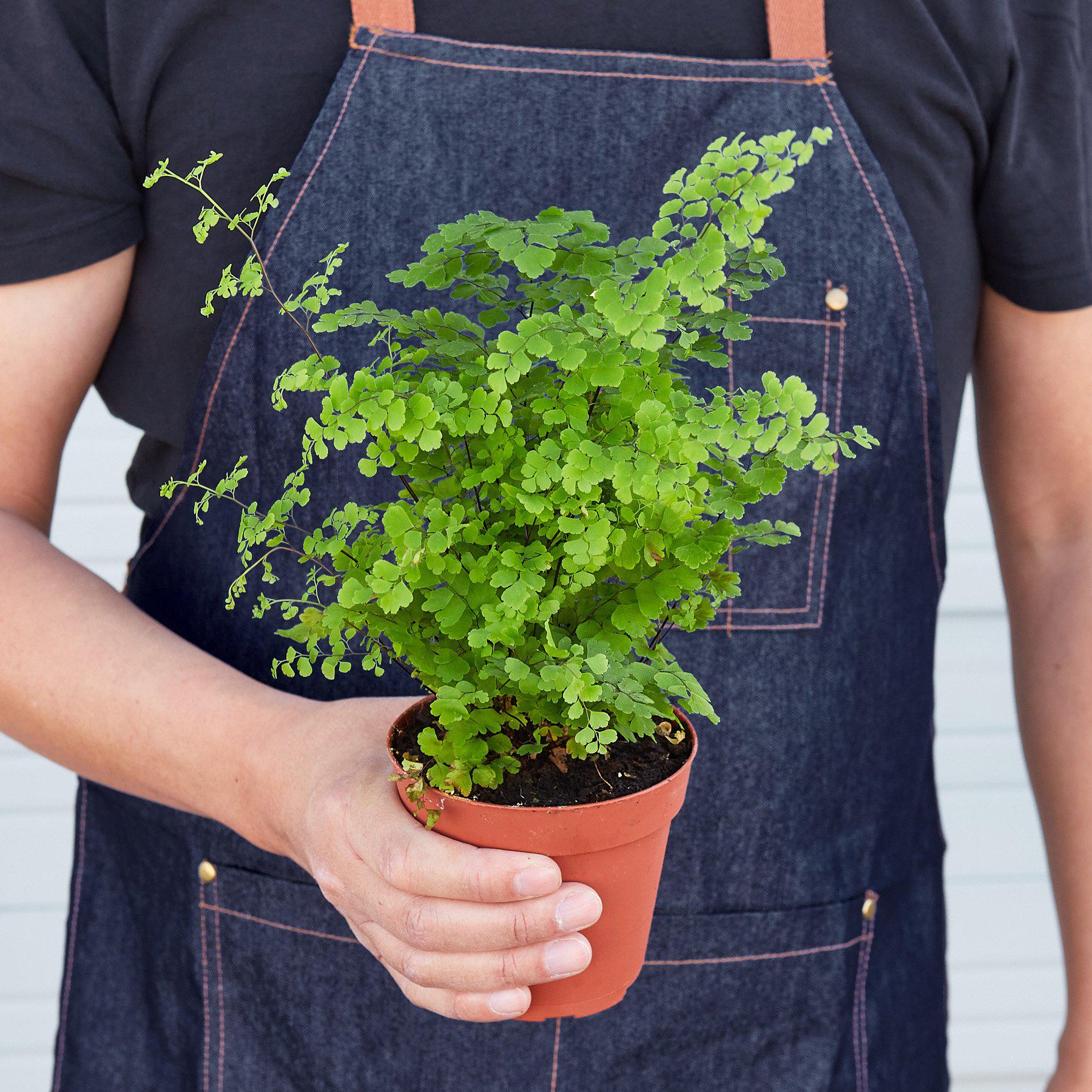 Maidenhair Fern-Indoor Plants-The Succulent Source