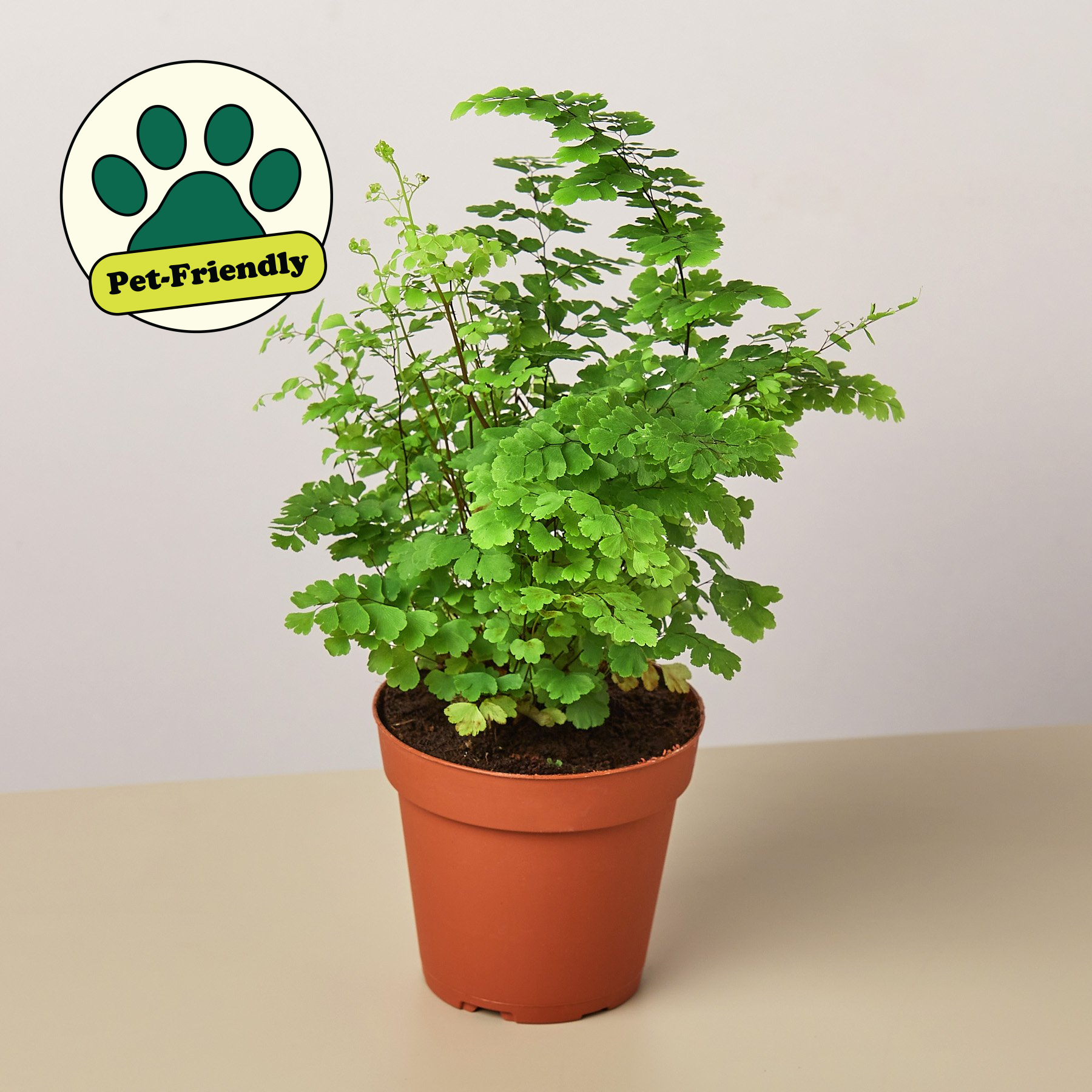 Maidenhair Fern-Indoor Plants-The Succulent Source