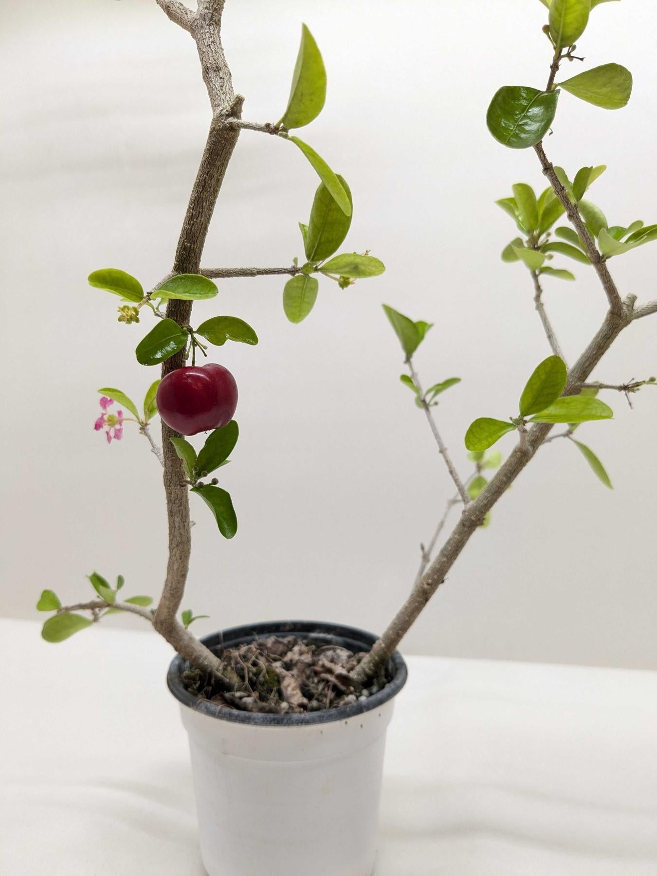 Malpighia Barbados Cherry-Indoor Plants-The Succulent Source
