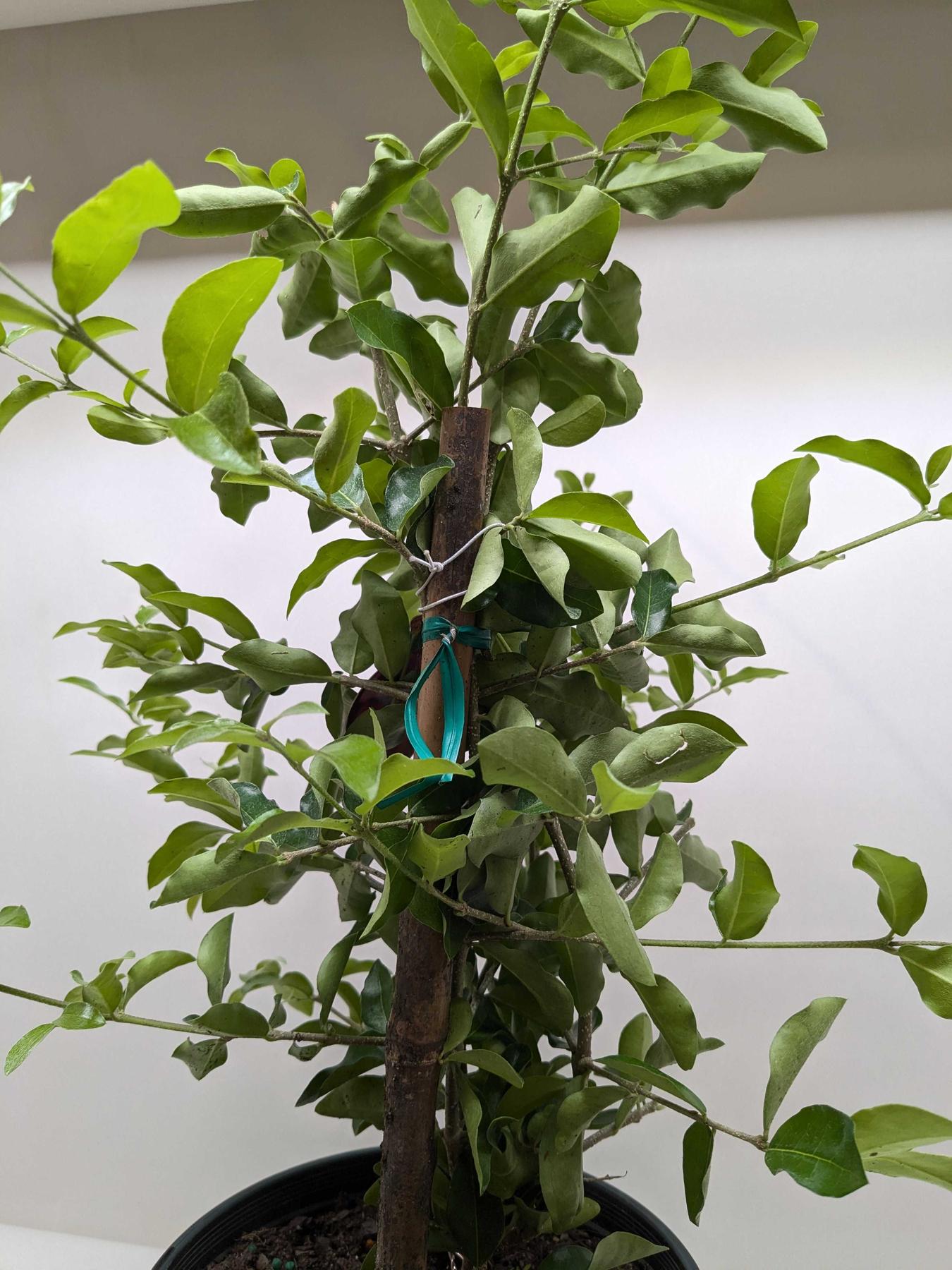 Malpighia Barbados Cherry-Indoor Plants-The Succulent Source