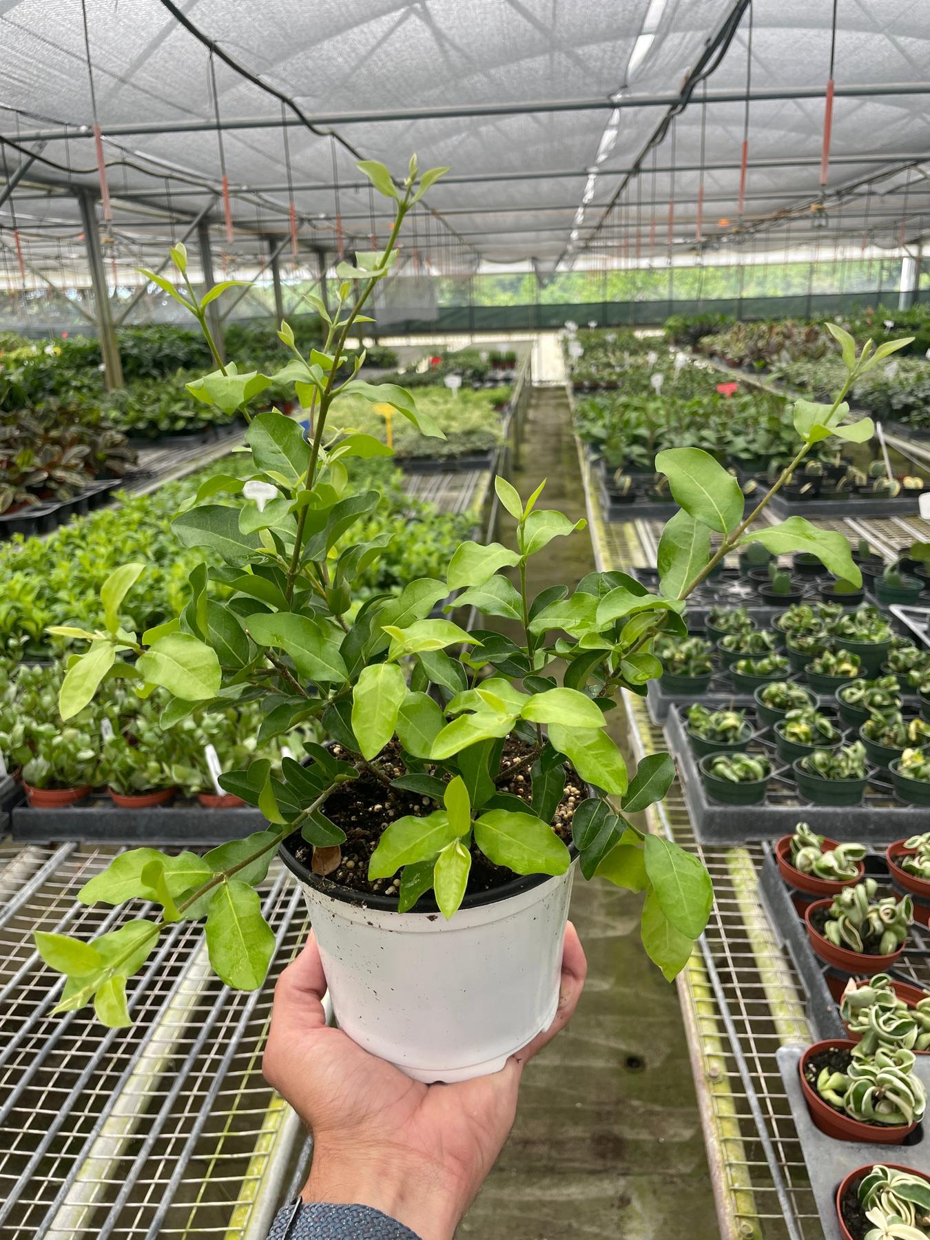 Malpighia Barbados Cherry-Indoor Plants-The Succulent Source