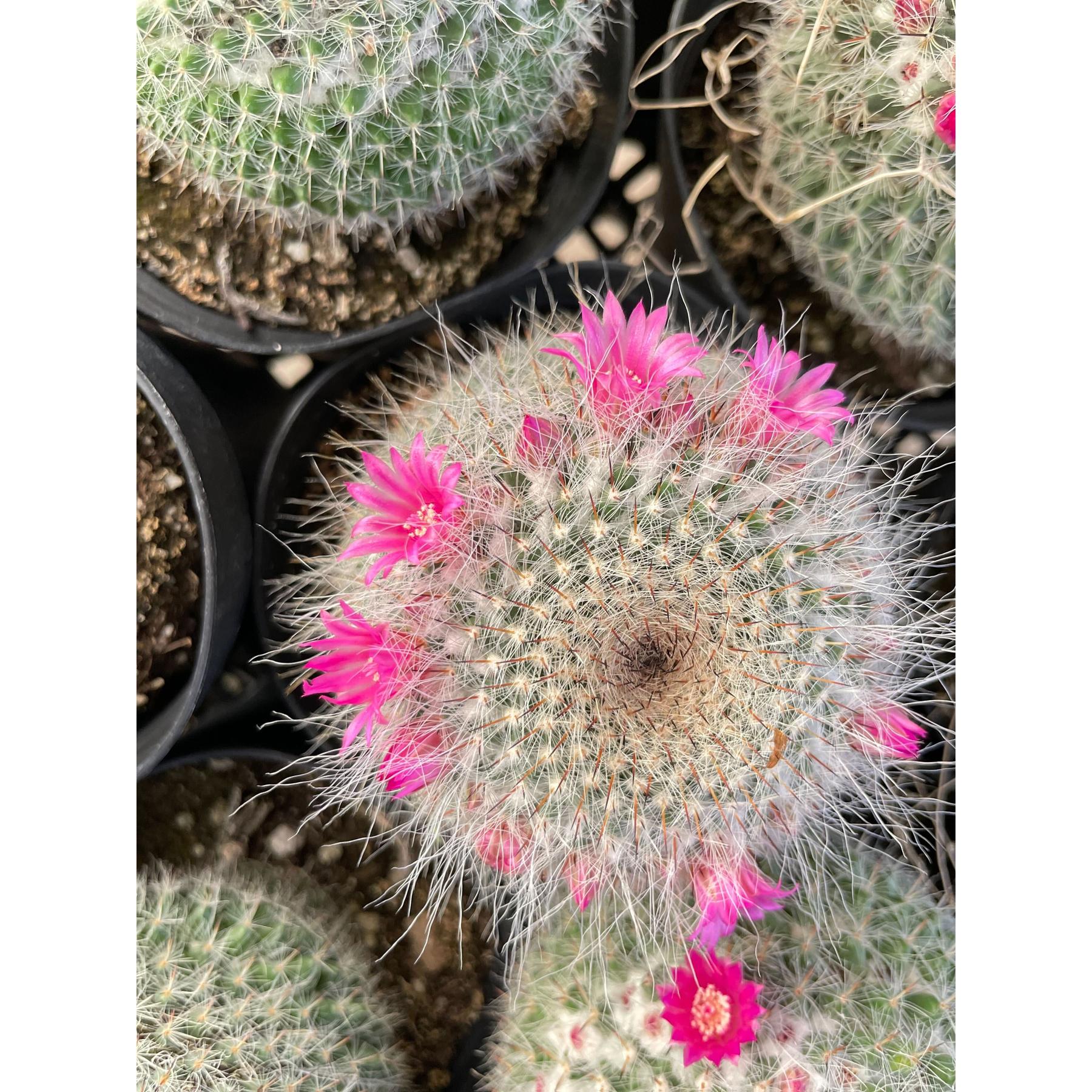 Mammillaria Hahniana Cactus-Indoor Plants-The Succulent Source