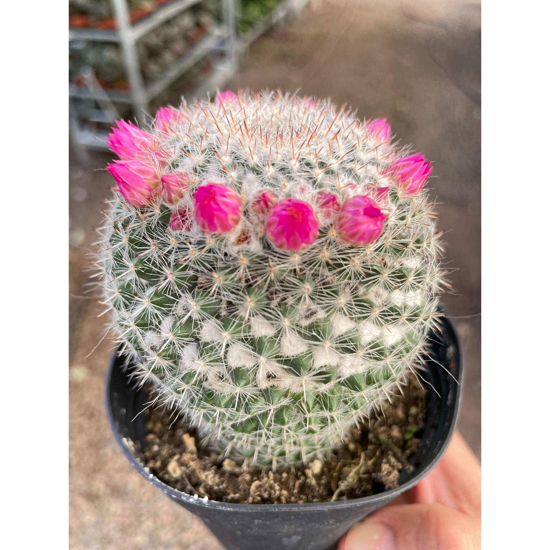 Mammillaria Hahniana Cactus-Indoor Plants-The Succulent Source