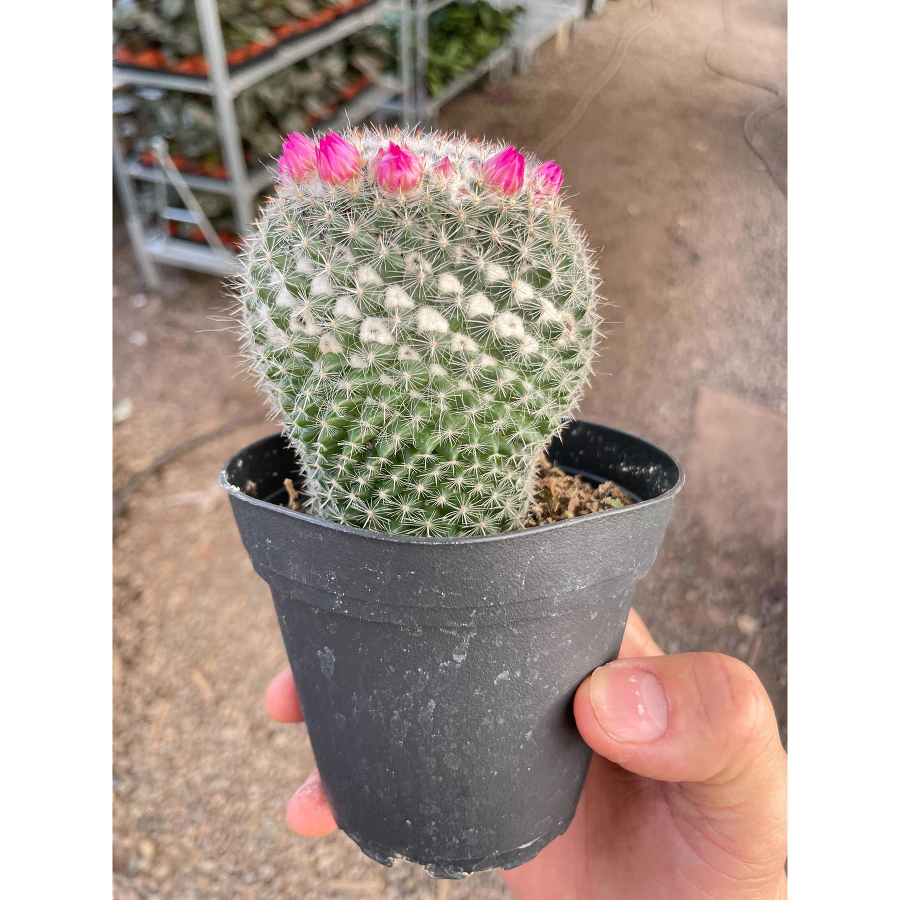 Mammillaria Hahniana Cactus-Indoor Plants-The Succulent Source