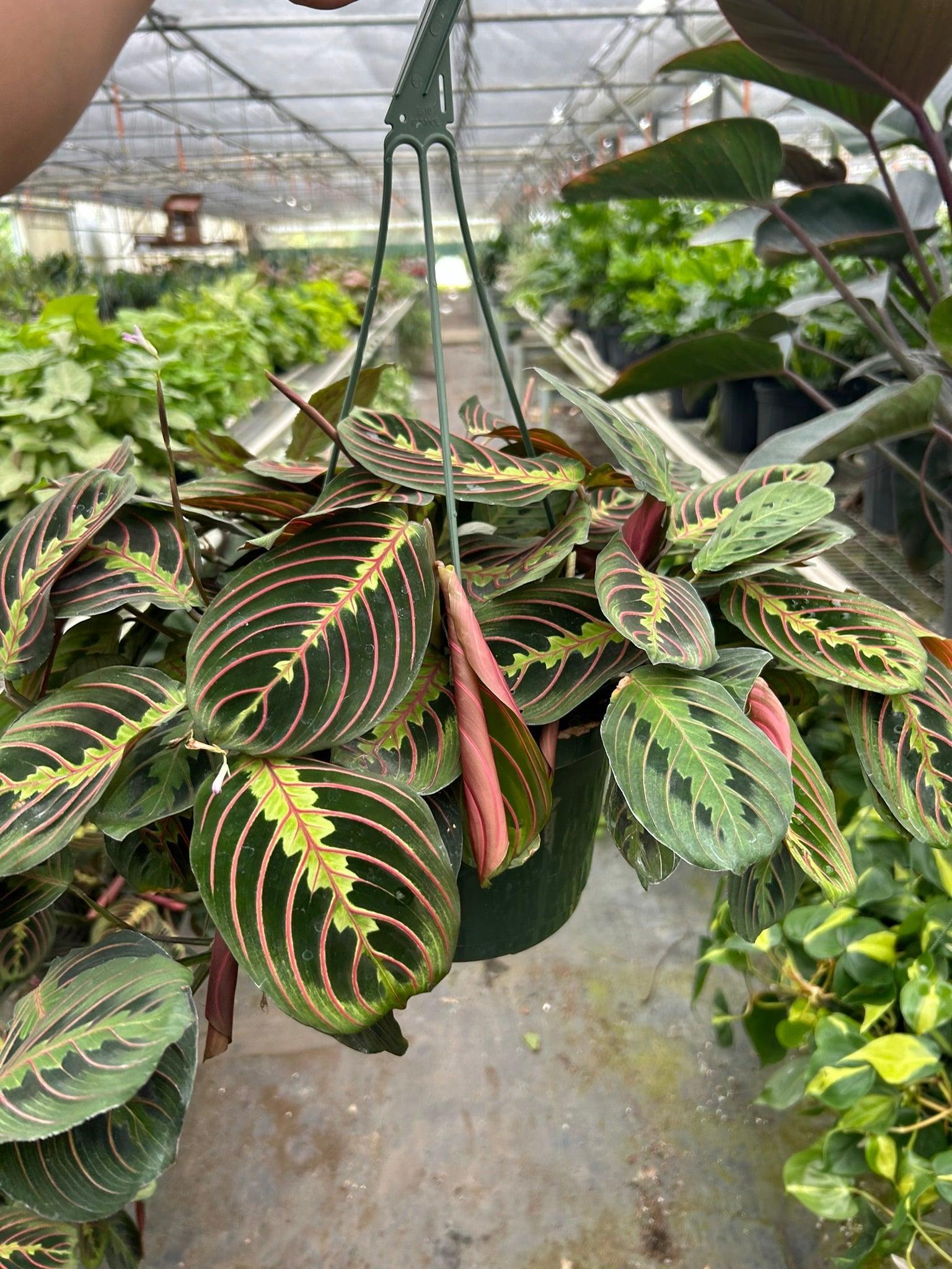 Maranta 'Red Prayer'-Indoor Plants-The Succulent Source