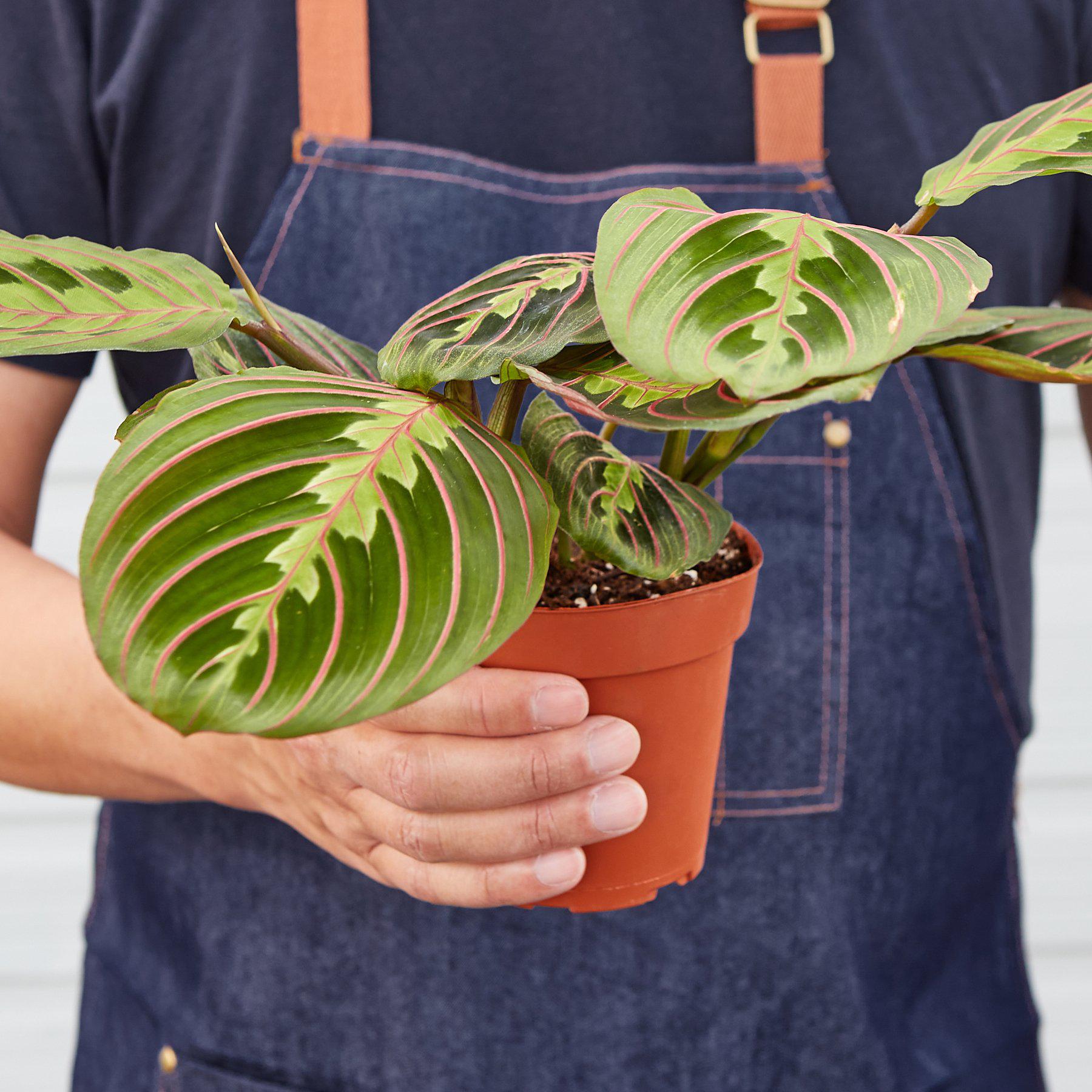 Maranta 'Red Prayer'-Indoor Plants-The Succulent Source