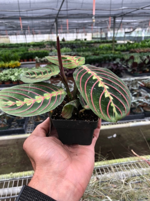 Maranta 'Red Prayer'-Indoor Plants-The Succulent Source