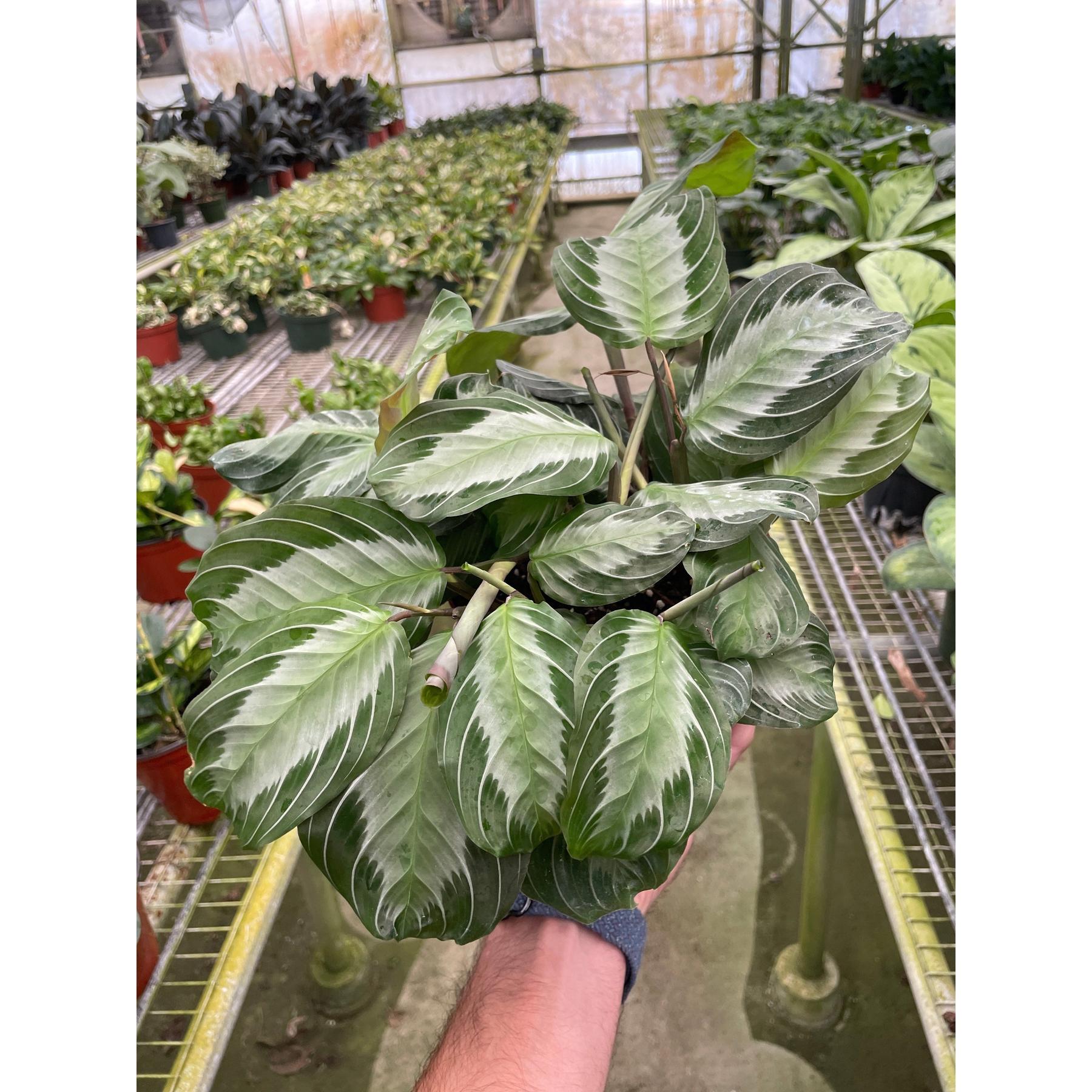Maranta 'Silver Band'-Default-The Succulent Source