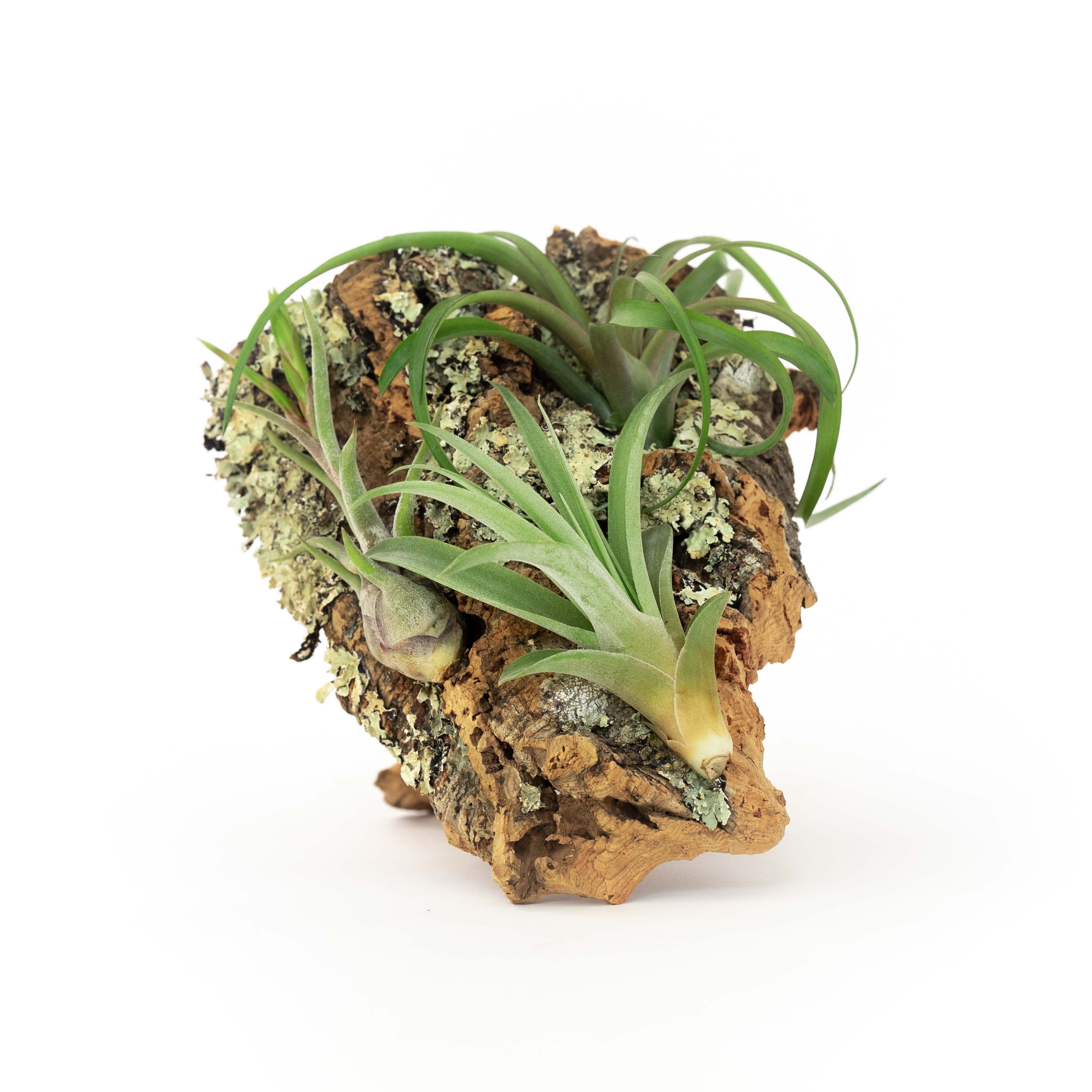 Medium Cork Bark Display with 4 Tillandsia Air Plants & Waterproof Glue - Approximately 7 X 9 Inches-terrarium-The Succulent Source