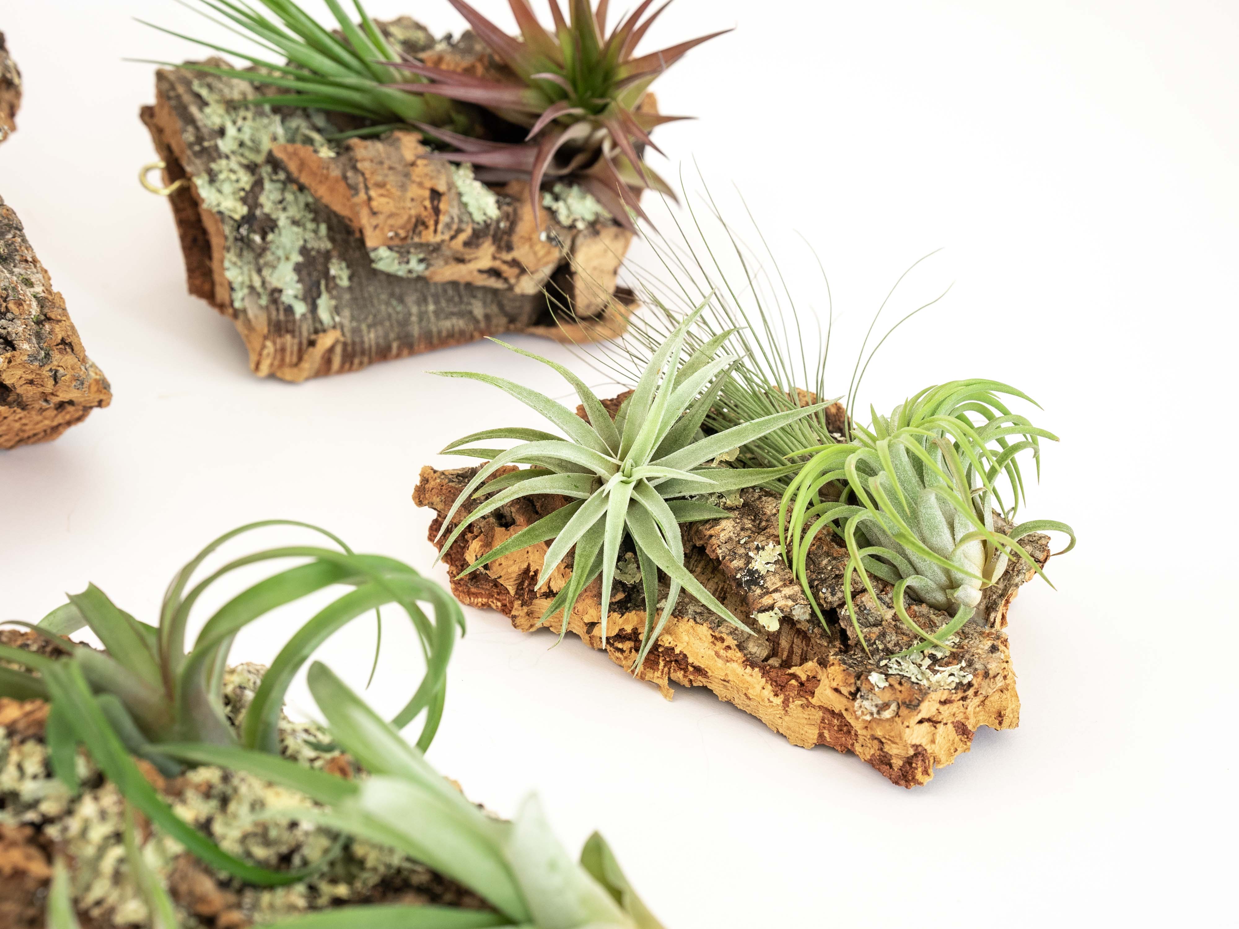 Medium Cork Bark Display with 4 Tillandsia Air Plants & Waterproof Glue - Approximately 7 X 9 Inches-terrarium-The Succulent Source