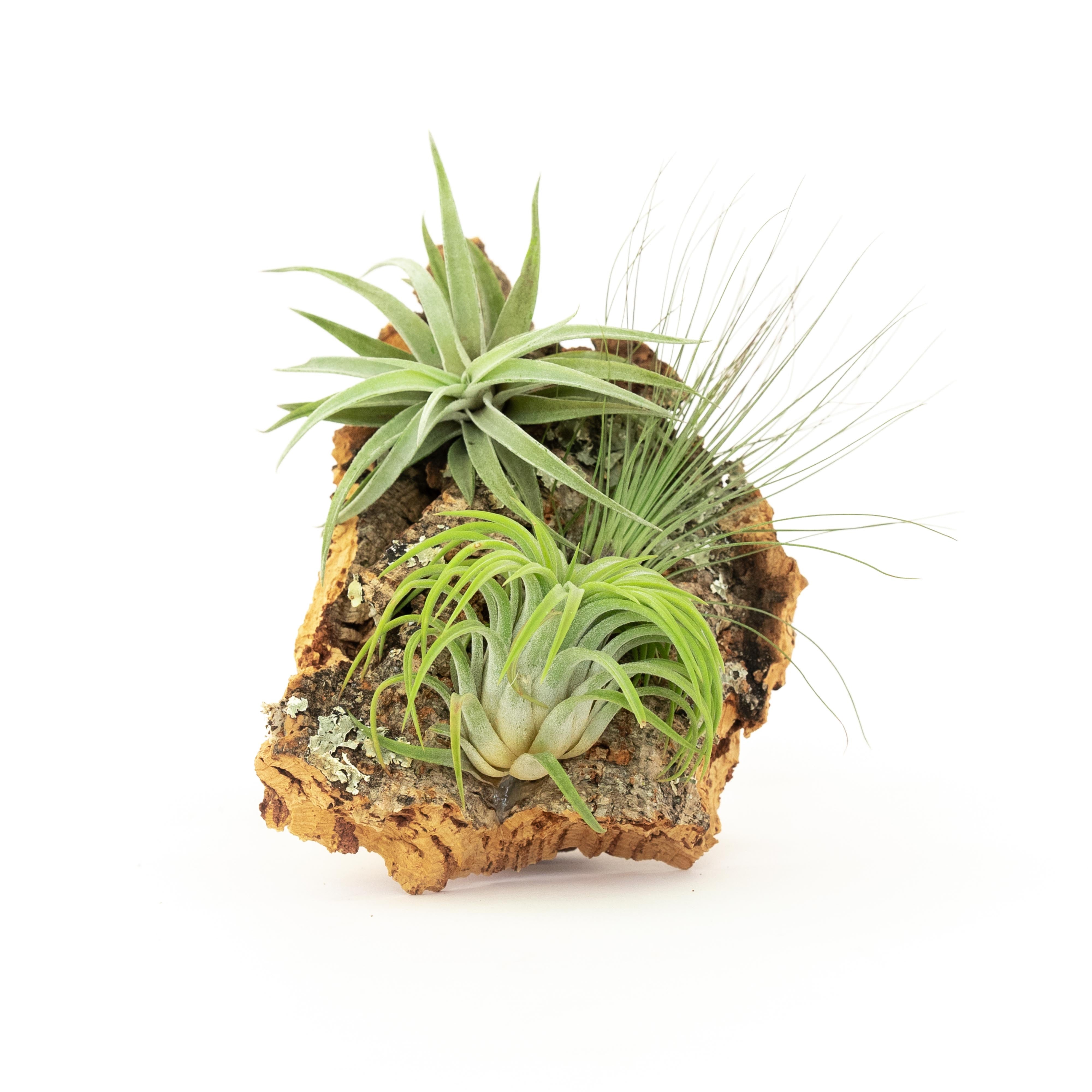 Medium Cork Bark Display with 4 Tillandsia Air Plants & Waterproof Glue - Approximately 7 X 9 Inches-terrarium-The Succulent Source