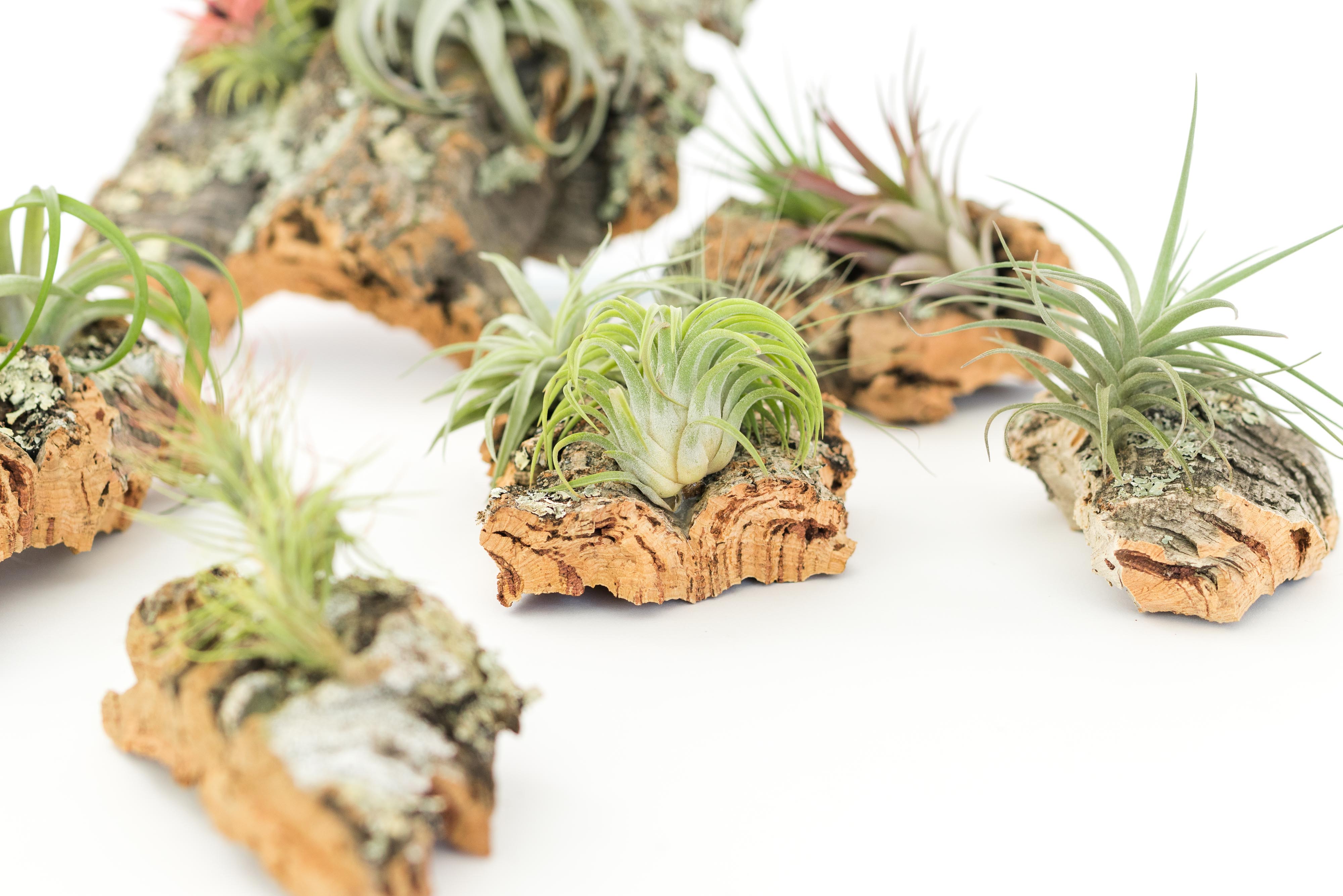 Medium Cork Bark Display with 4 Tillandsia Air Plants & Waterproof Glue - Approximately 7 X 9 Inches-terrarium-The Succulent Source