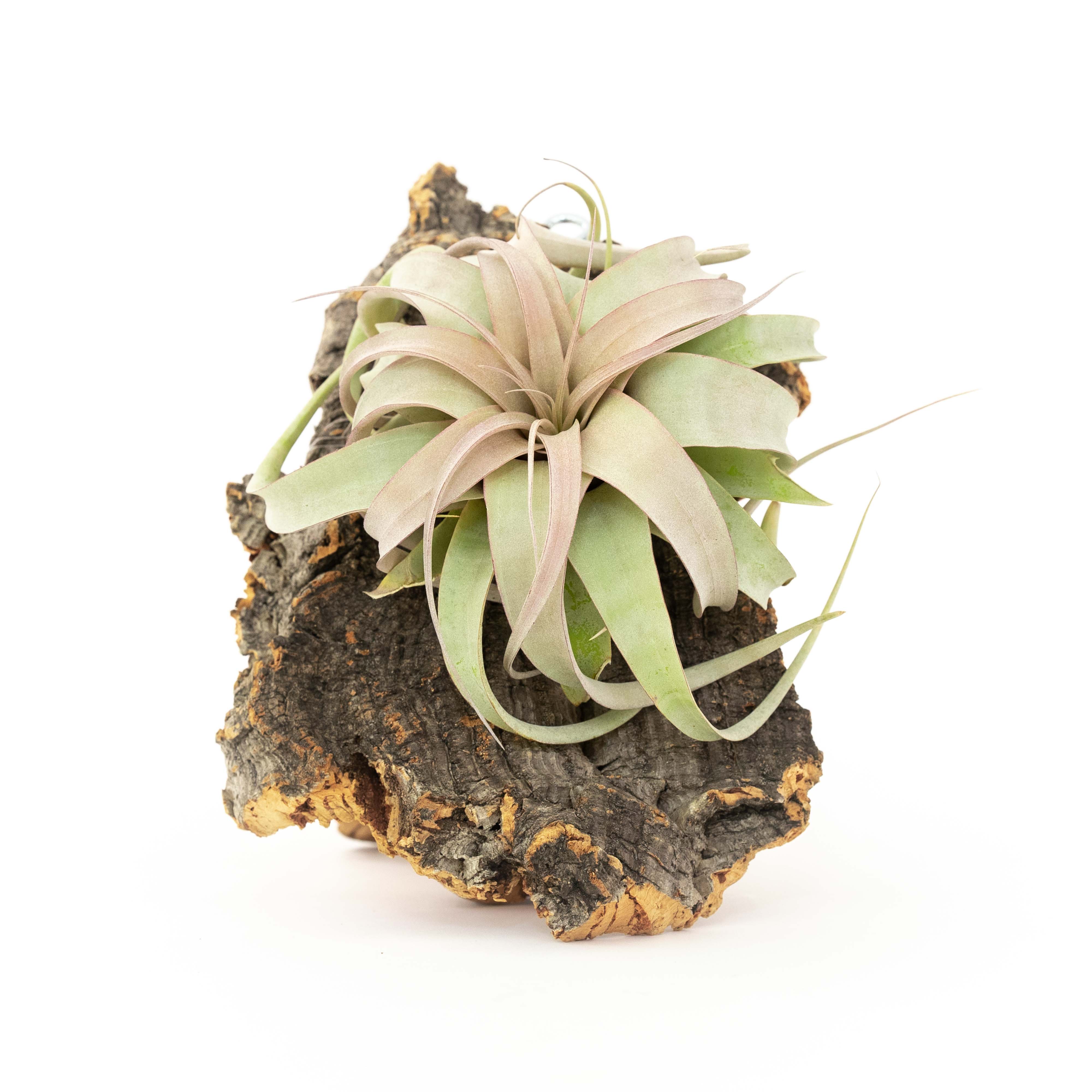 Medium Cork Bark Display with Mini Tillandsia Xerographica - Approximately 7 X 9 Inches-terrarium-The Succulent Source