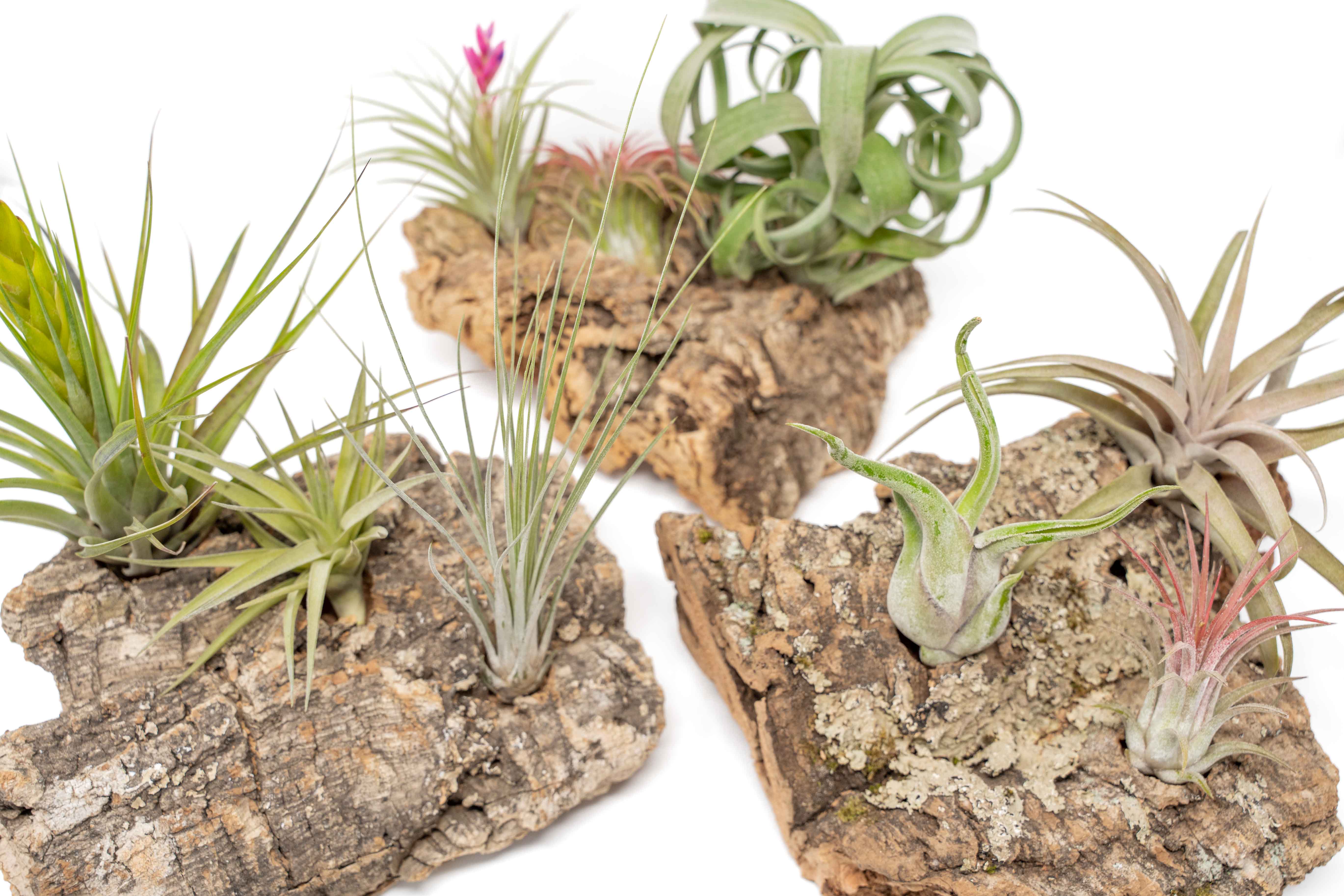 Medium Tabletop Cork Bark Display with 3 Tillandsia Air Plants-terrarium-The Succulent Source