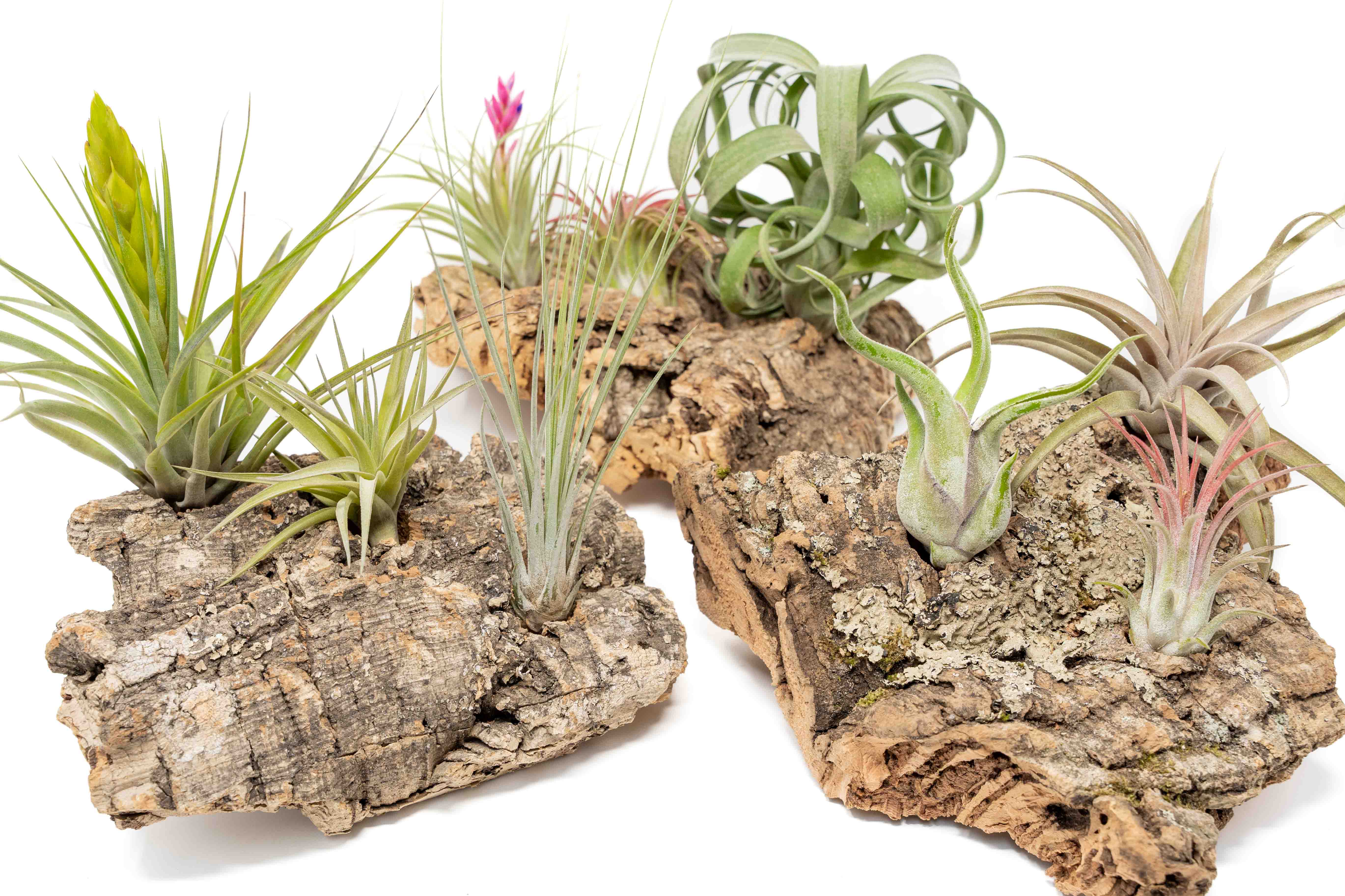 Medium Tabletop Cork Bark Display with 3 Tillandsia Air Plants-terrarium-The Succulent Source