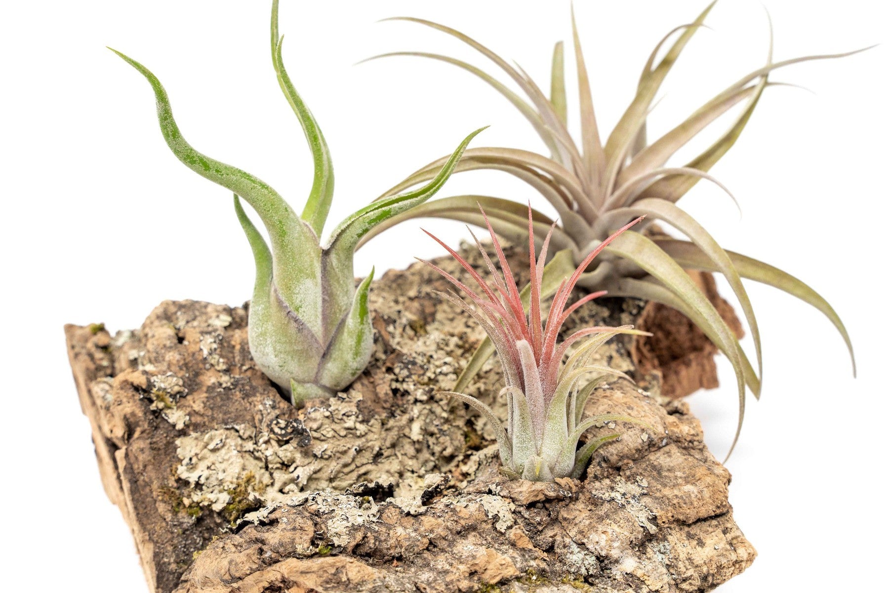 Medium Tabletop Cork Bark Display with 3 Tillandsia Air Plants-terrarium-The Succulent Source