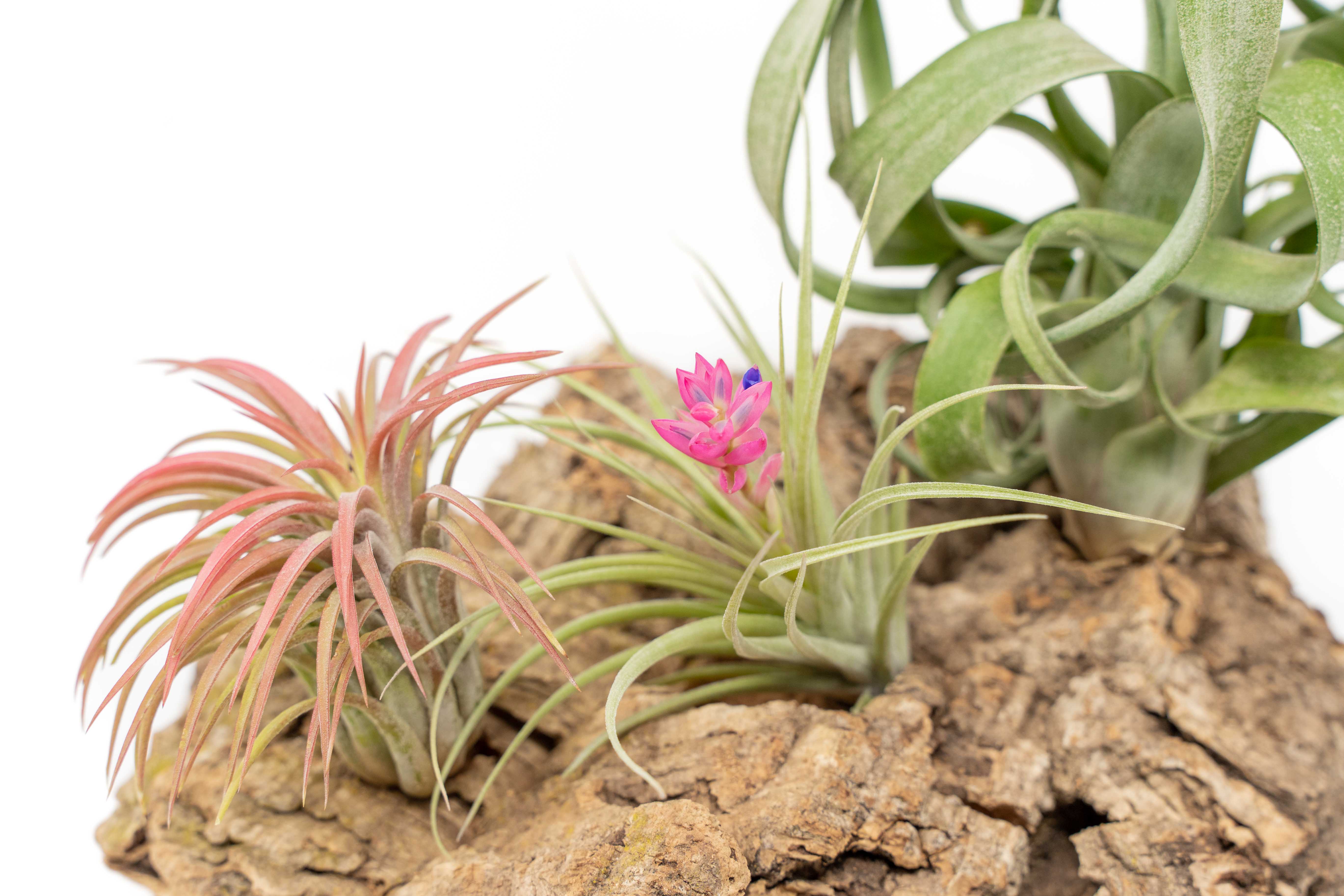 Medium Tabletop Cork Bark Display with 3 Tillandsia Air Plants-terrarium-The Succulent Source