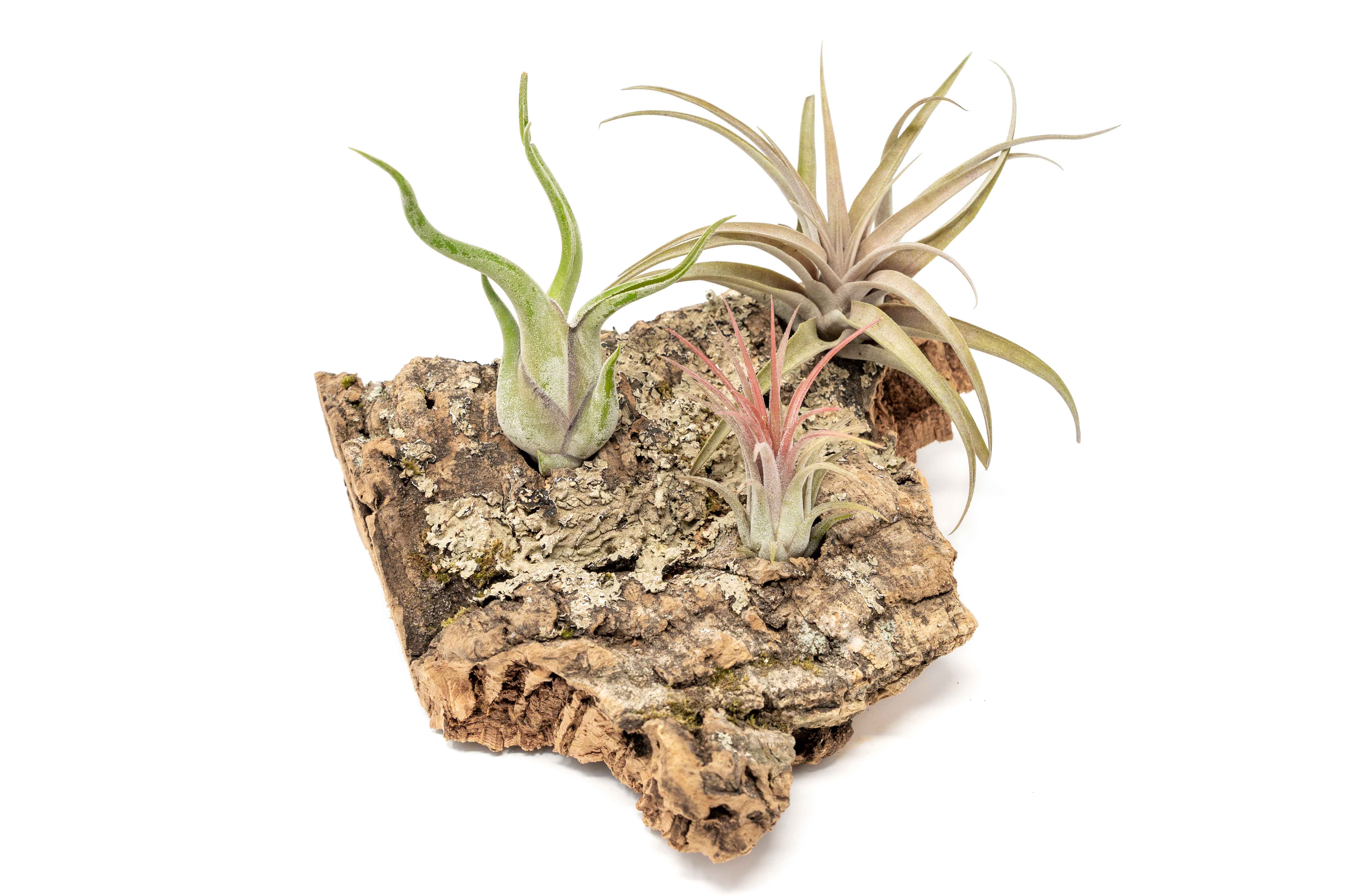 Medium Tabletop Cork Bark Display with 3 Tillandsia Air Plants-terrarium-The Succulent Source