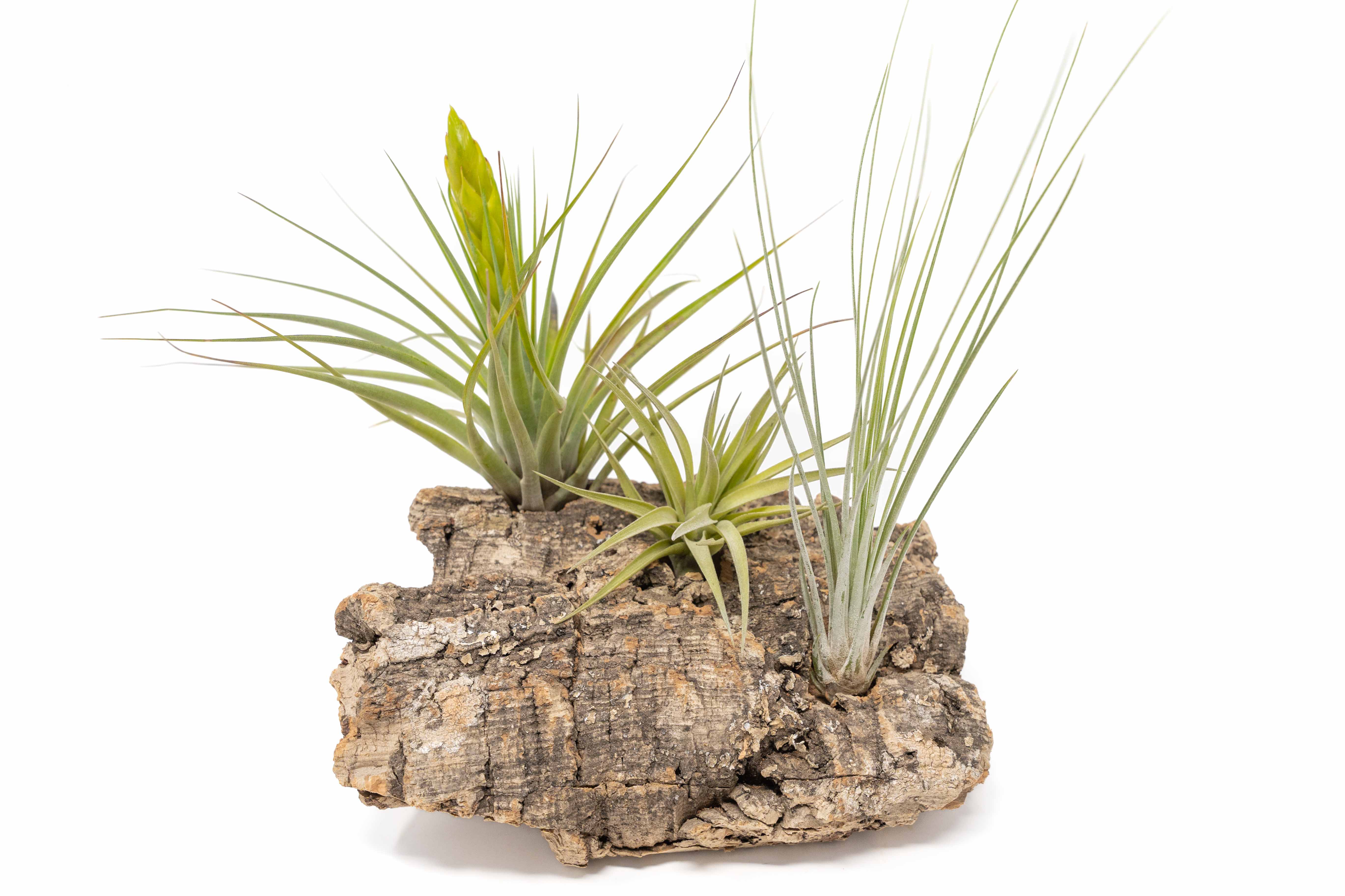 Medium Tabletop Cork Bark Display with 3 Tillandsia Air Plants-terrarium-The Succulent Source