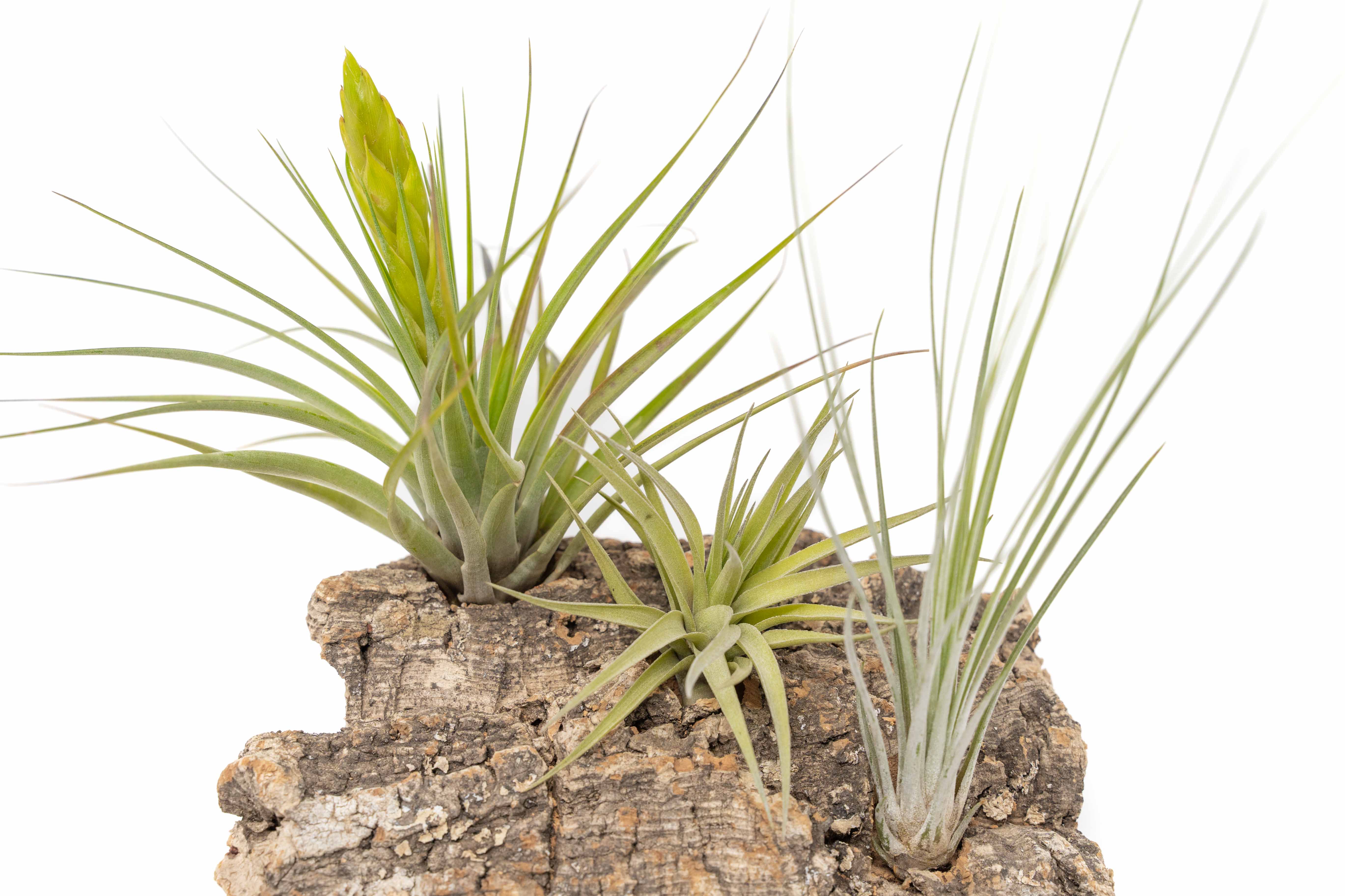 Medium Tabletop Cork Bark Display with 3 Tillandsia Air Plants-terrarium-The Succulent Source