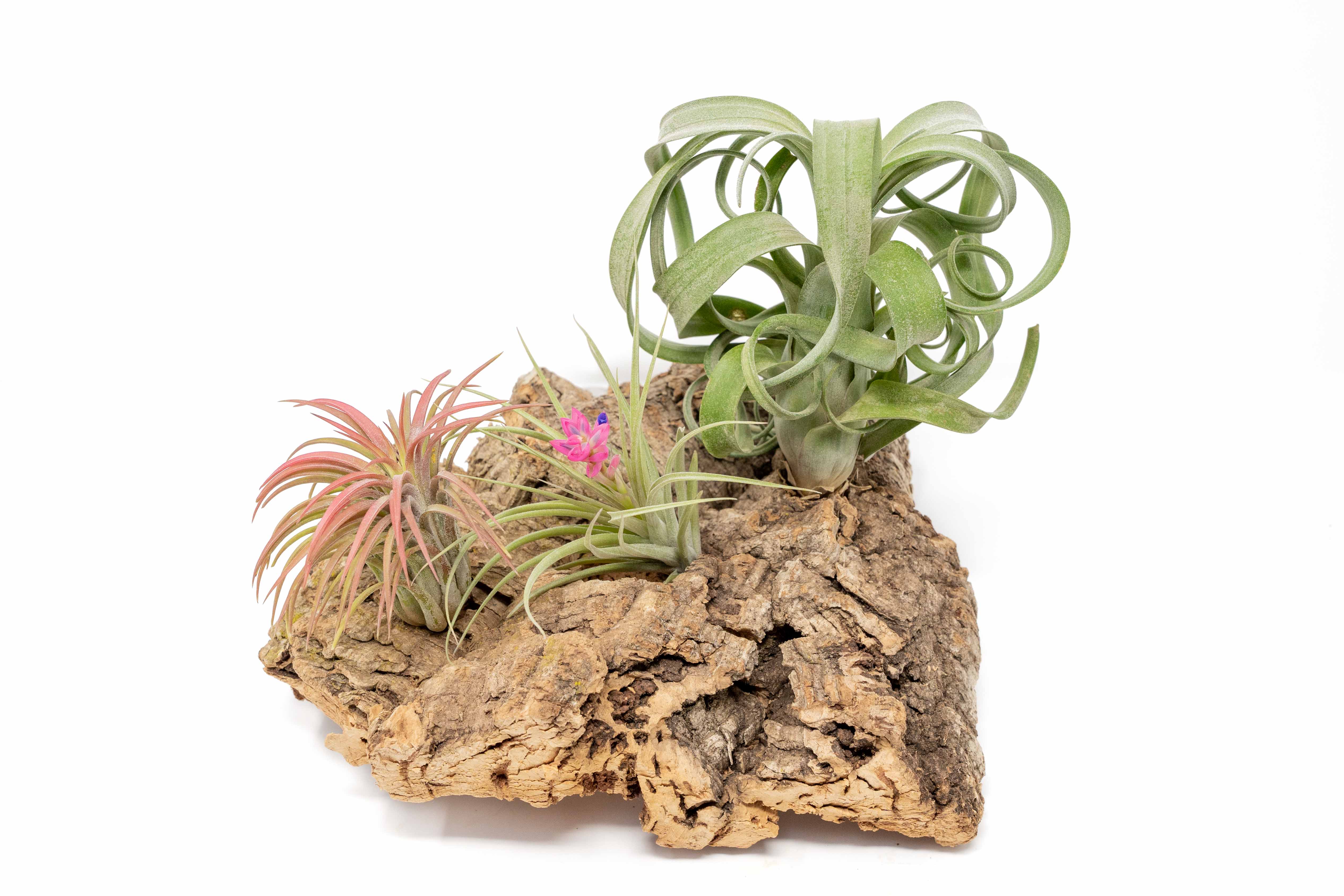 Medium Tabletop Cork Bark Display with 3 Tillandsia Air Plants-terrarium-The Succulent Source