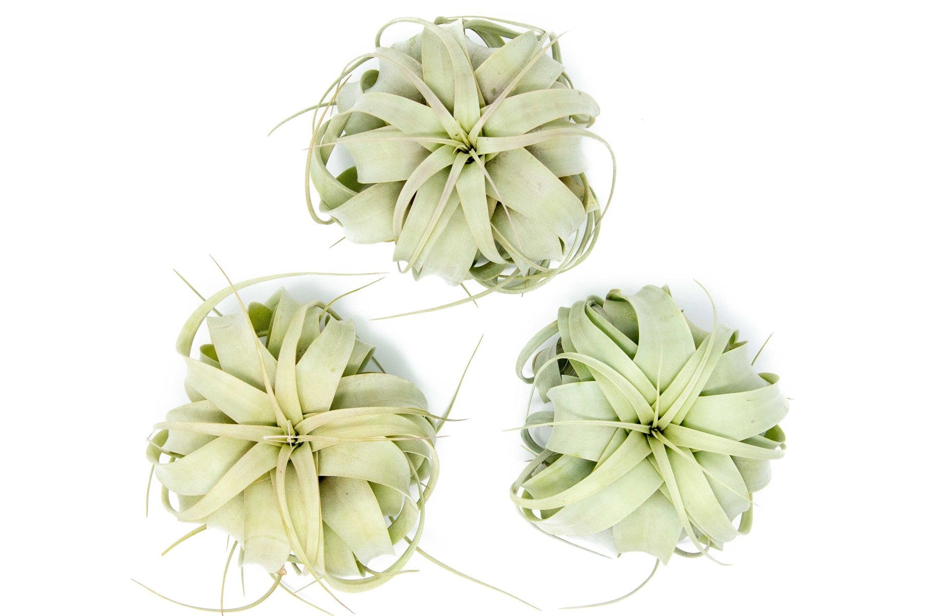 Medium Tillandsia Xerographica Air Plant / 5-6 Inches Wide-airplant-The Succulent Source