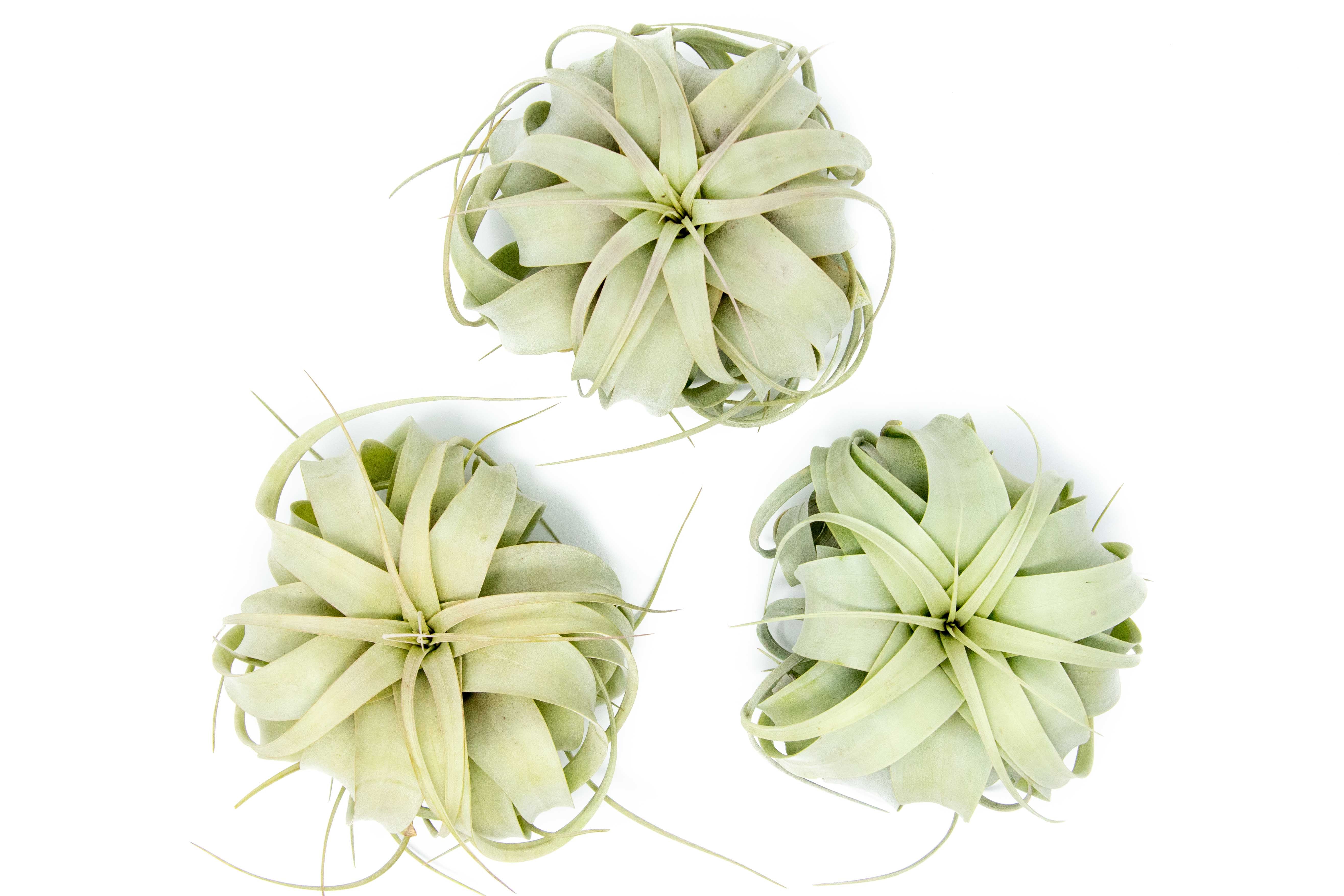 Medium Tillandsia Xerographica Air Plant / 5-6 Inches Wide-airplant-The Succulent Source