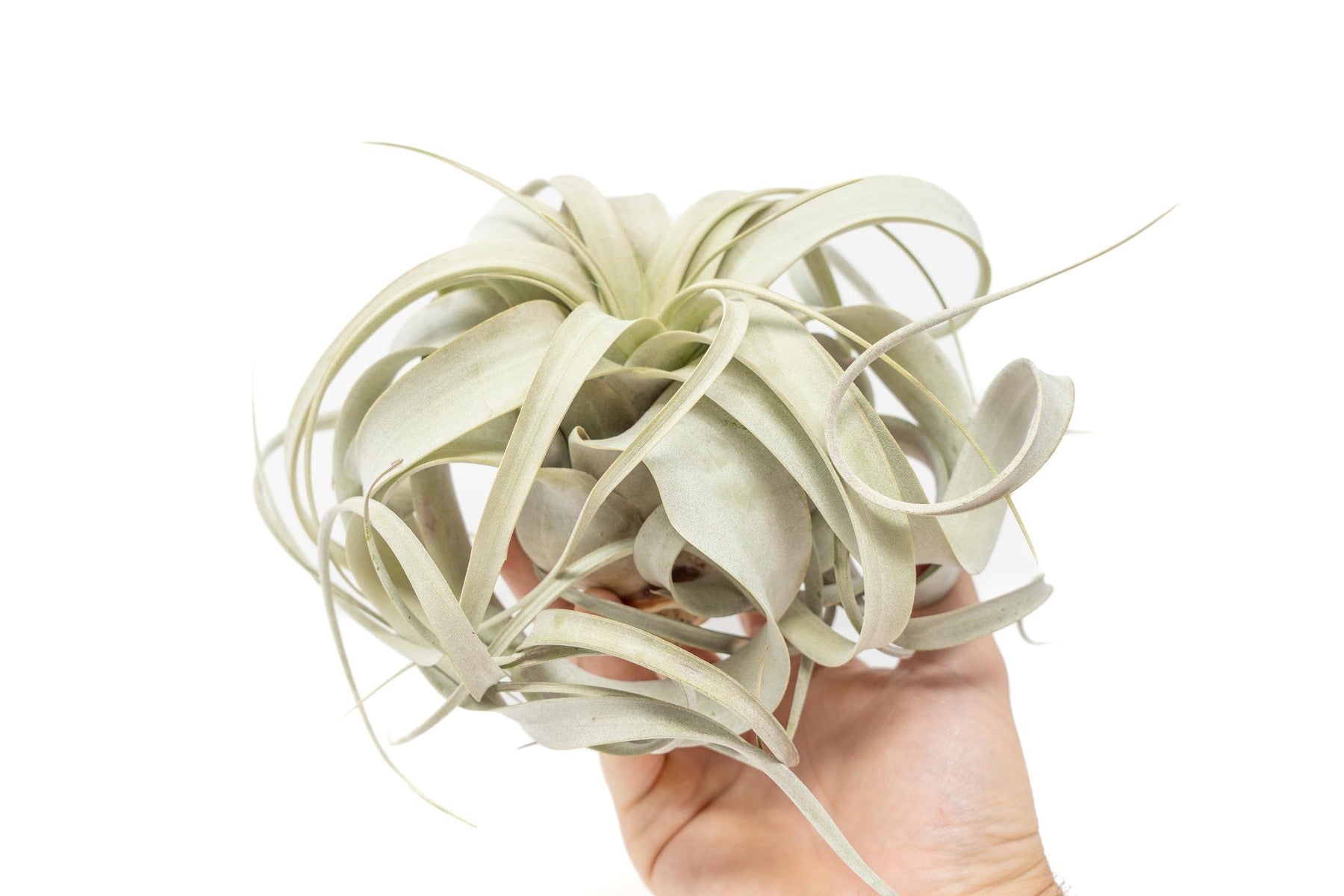 Medium Tillandsia Xerographica Air Plant / 5-6 Inches Wide-airplant-The Succulent Source