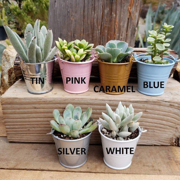 Pails for Succulent Wedding Favors