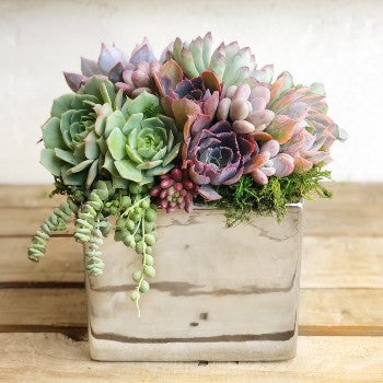 colorful succulents for sale Elegant Metallic Glazed Ceramic Cube, Planted with Succulents